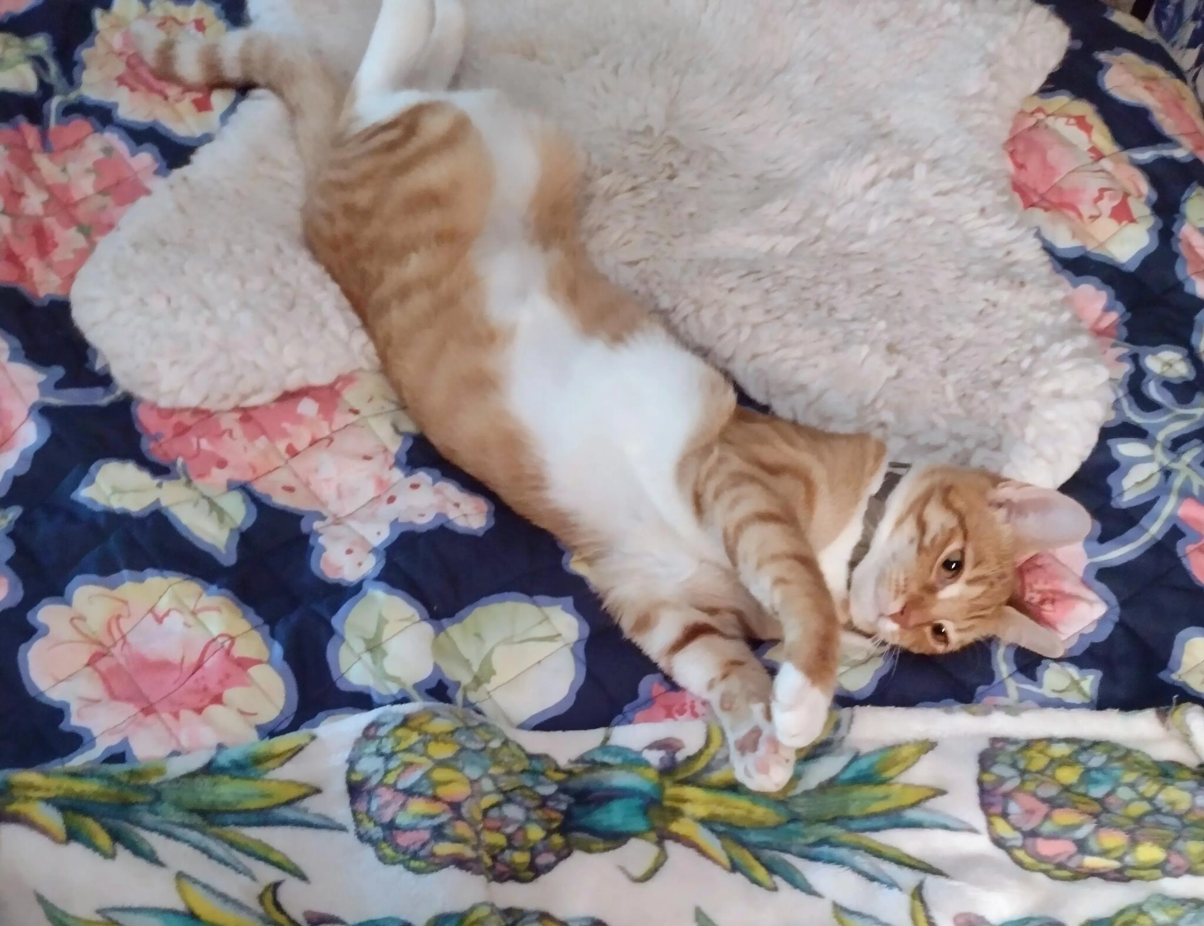 Lost pet