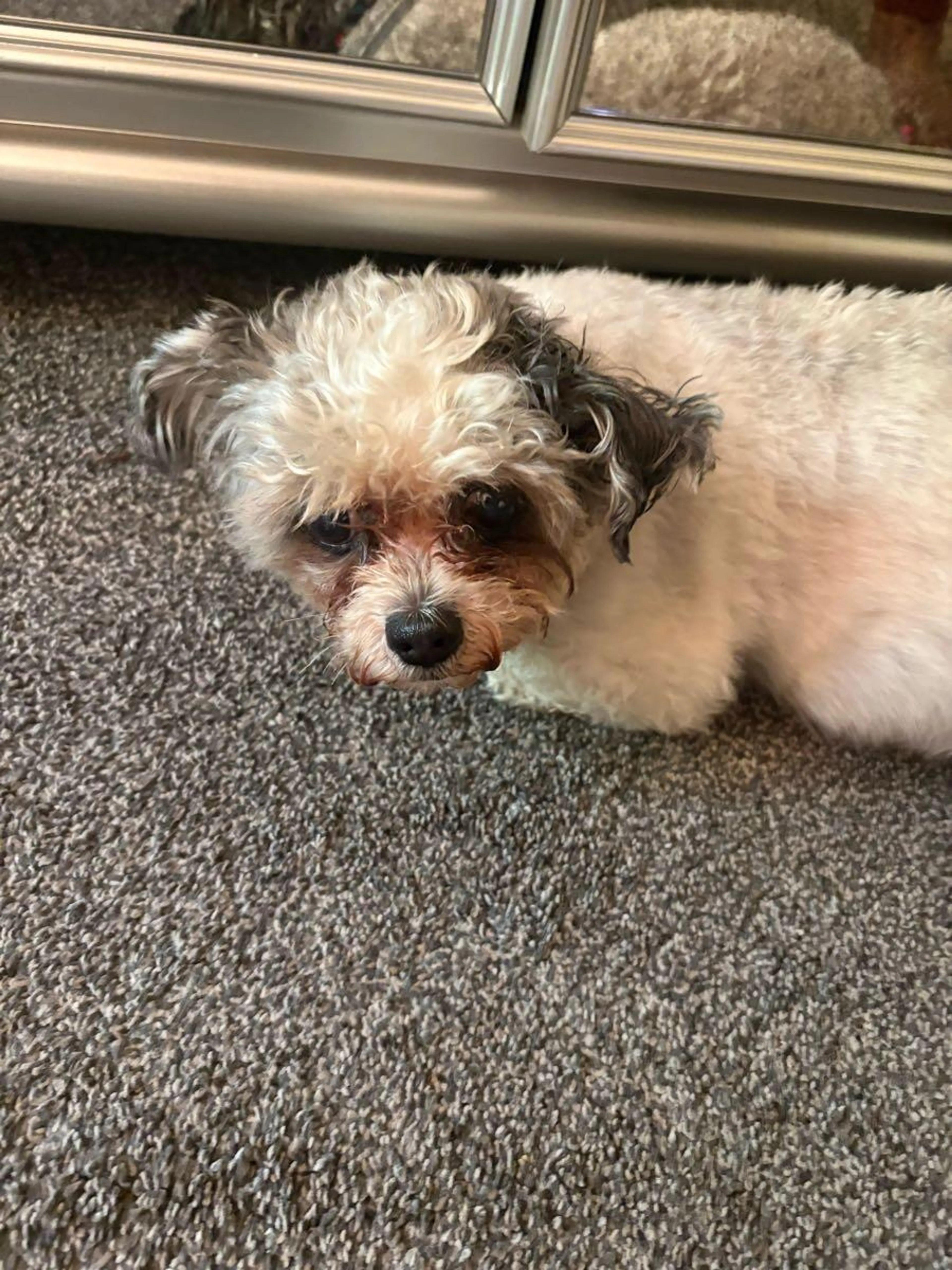 Found pet