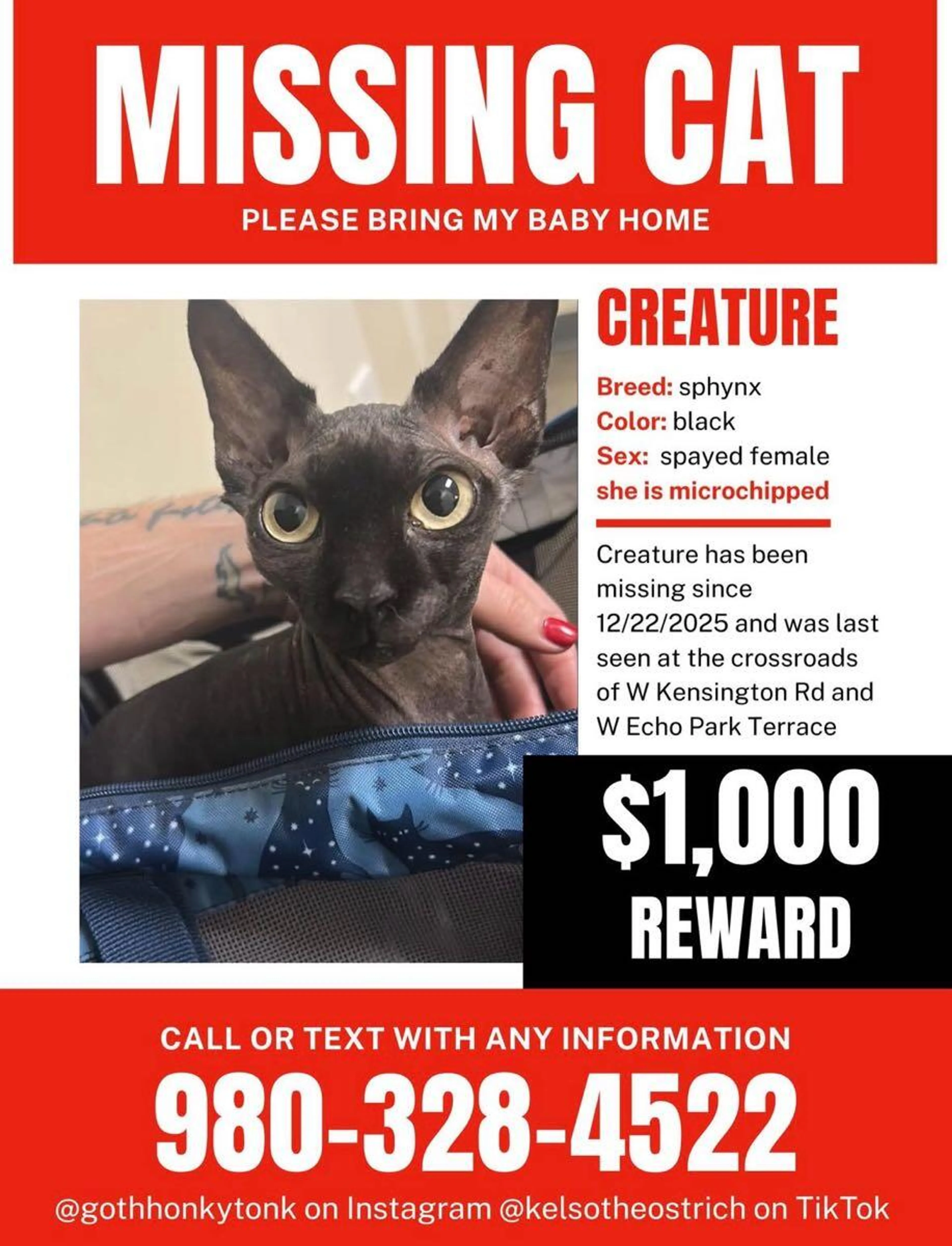 Lost pet