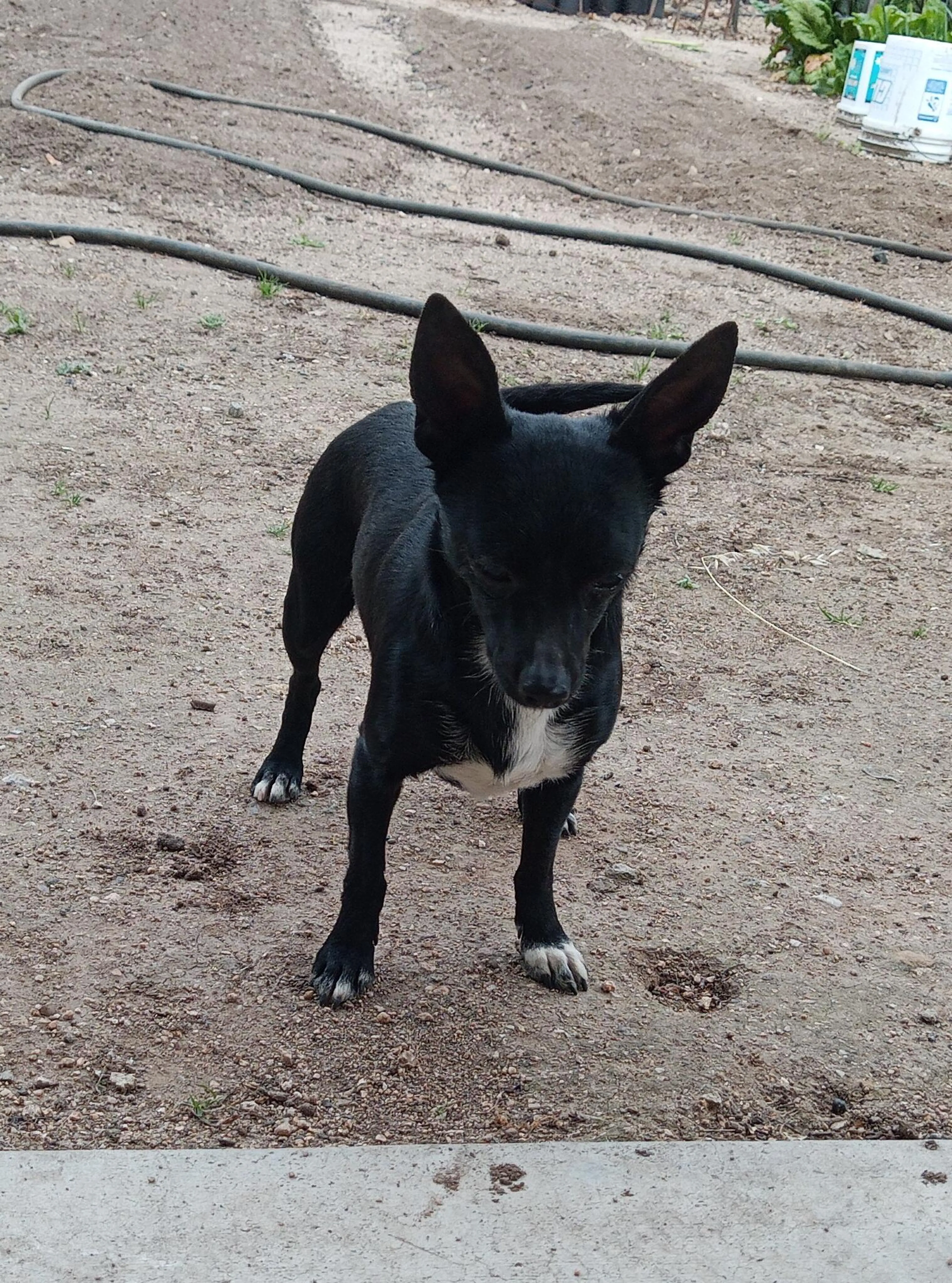 Found pet