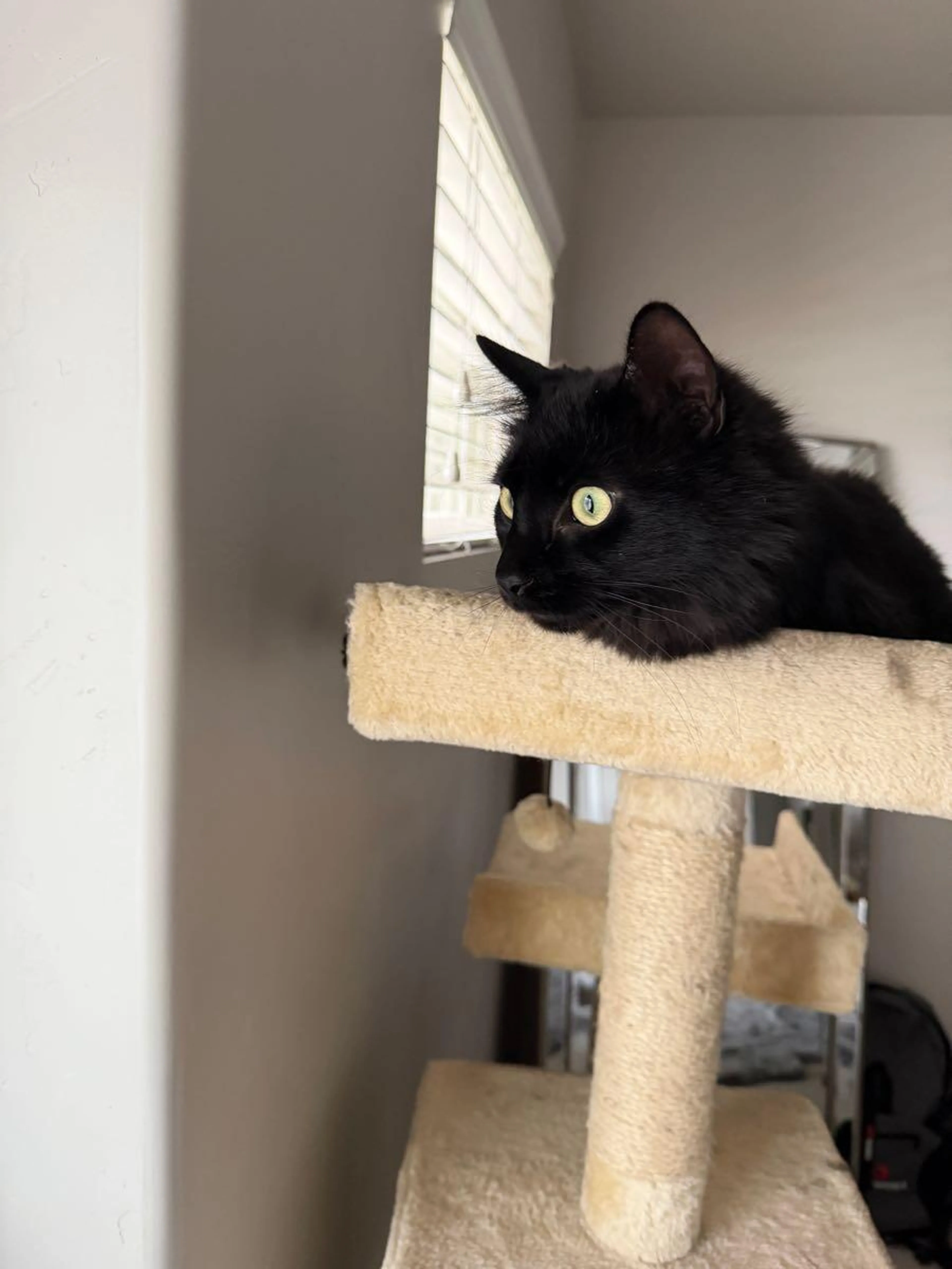 Lost pet