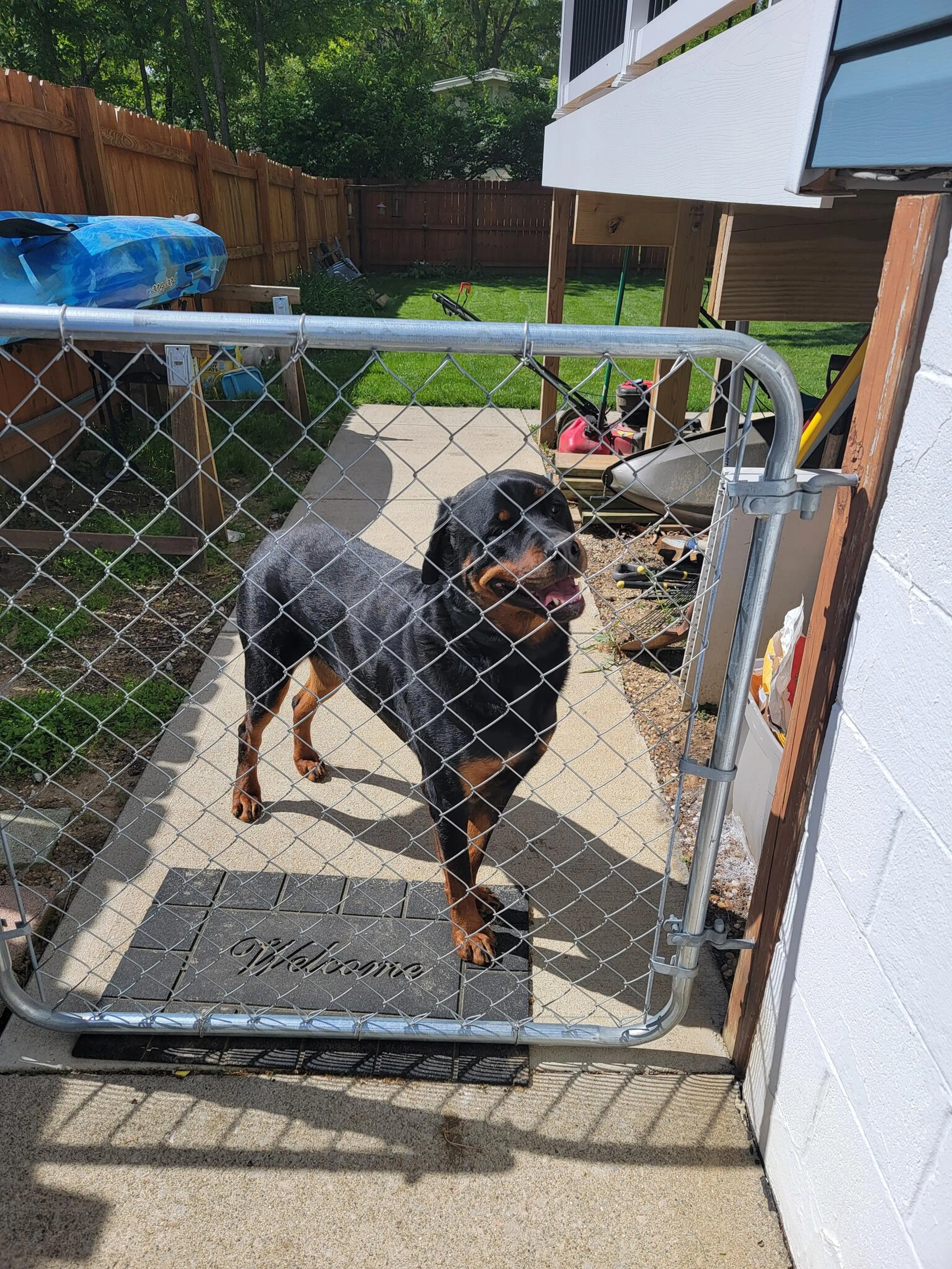 Found pet