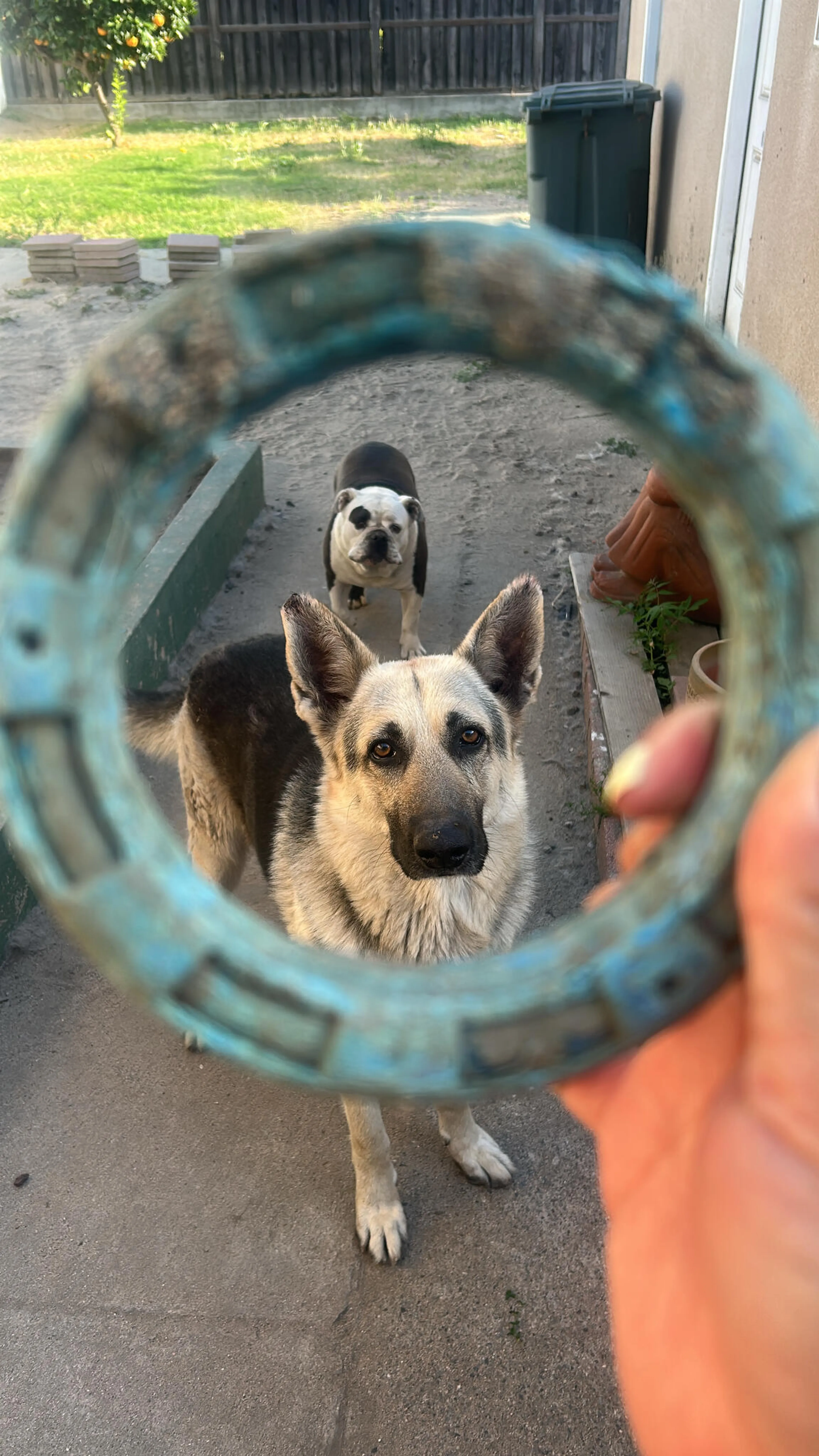 Lost pet