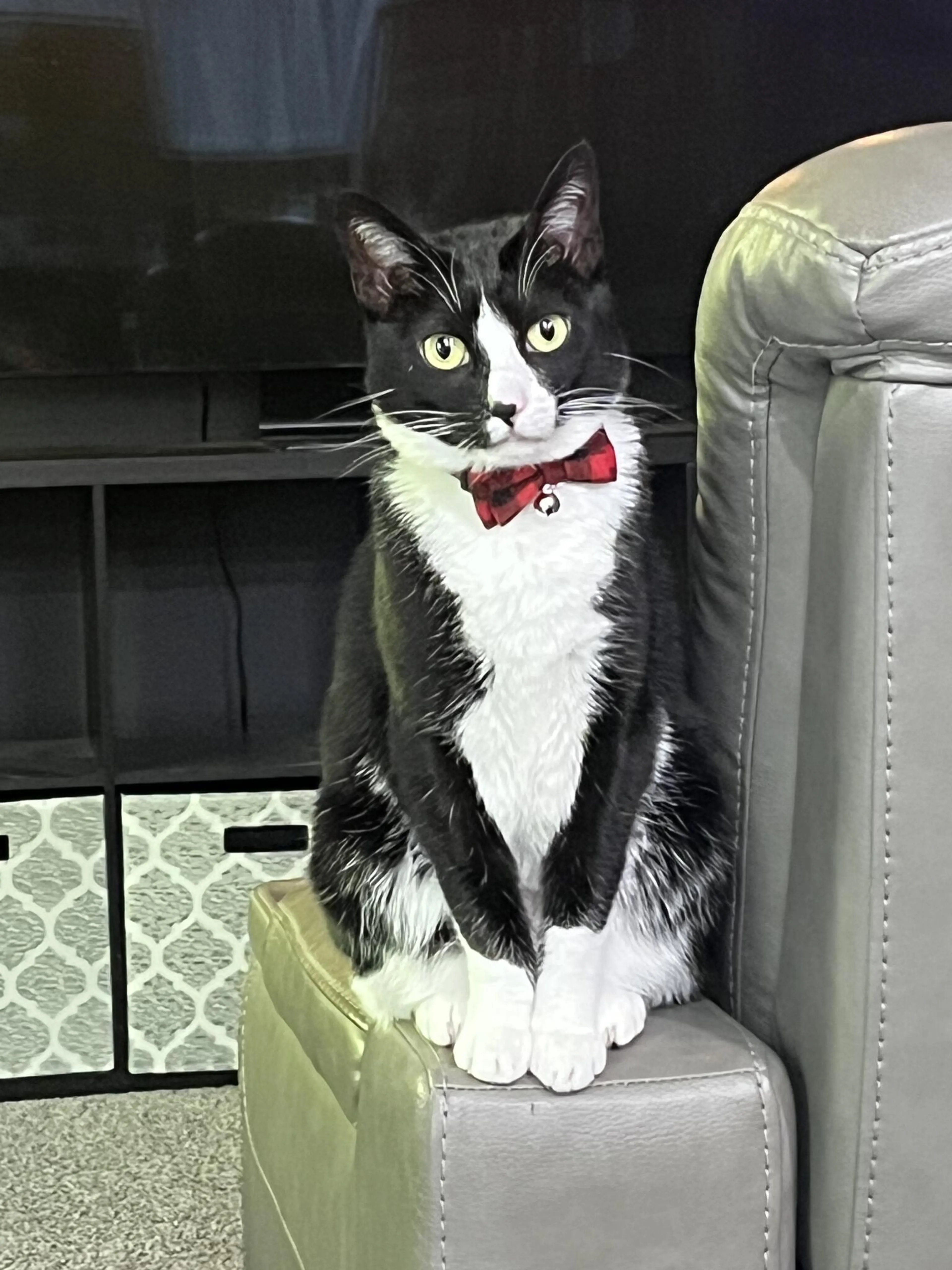 Lost pet