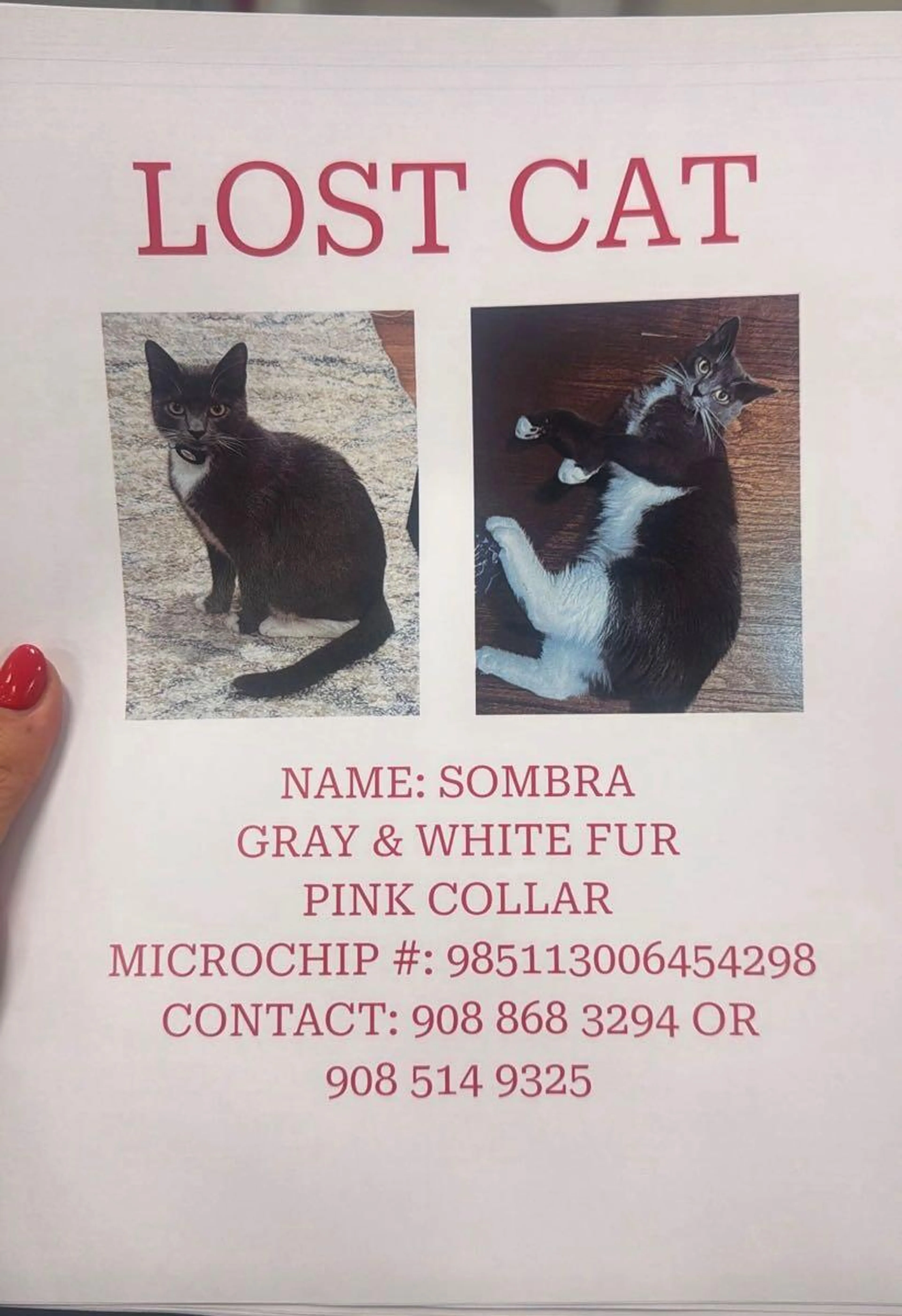 Lost pet