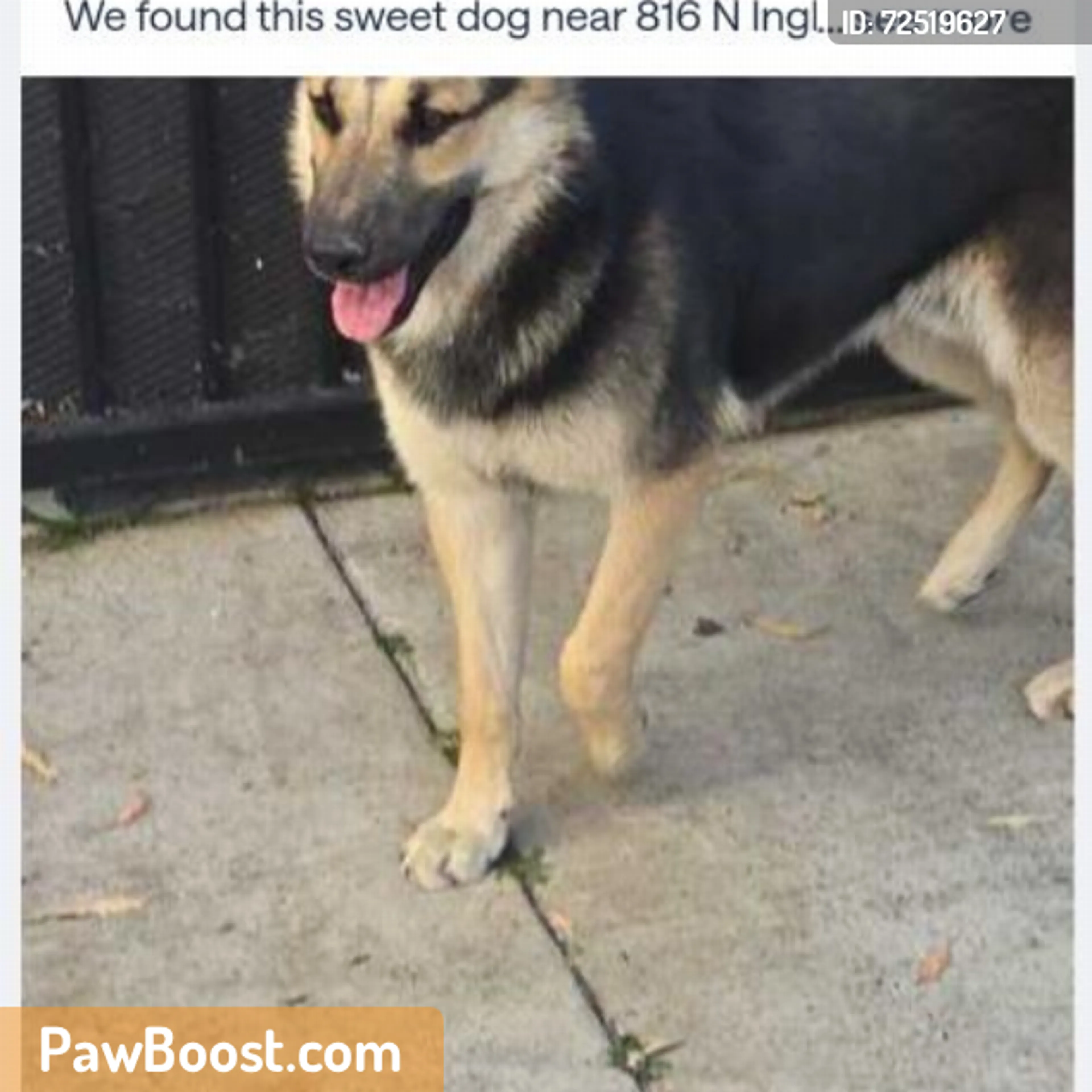 Found pet