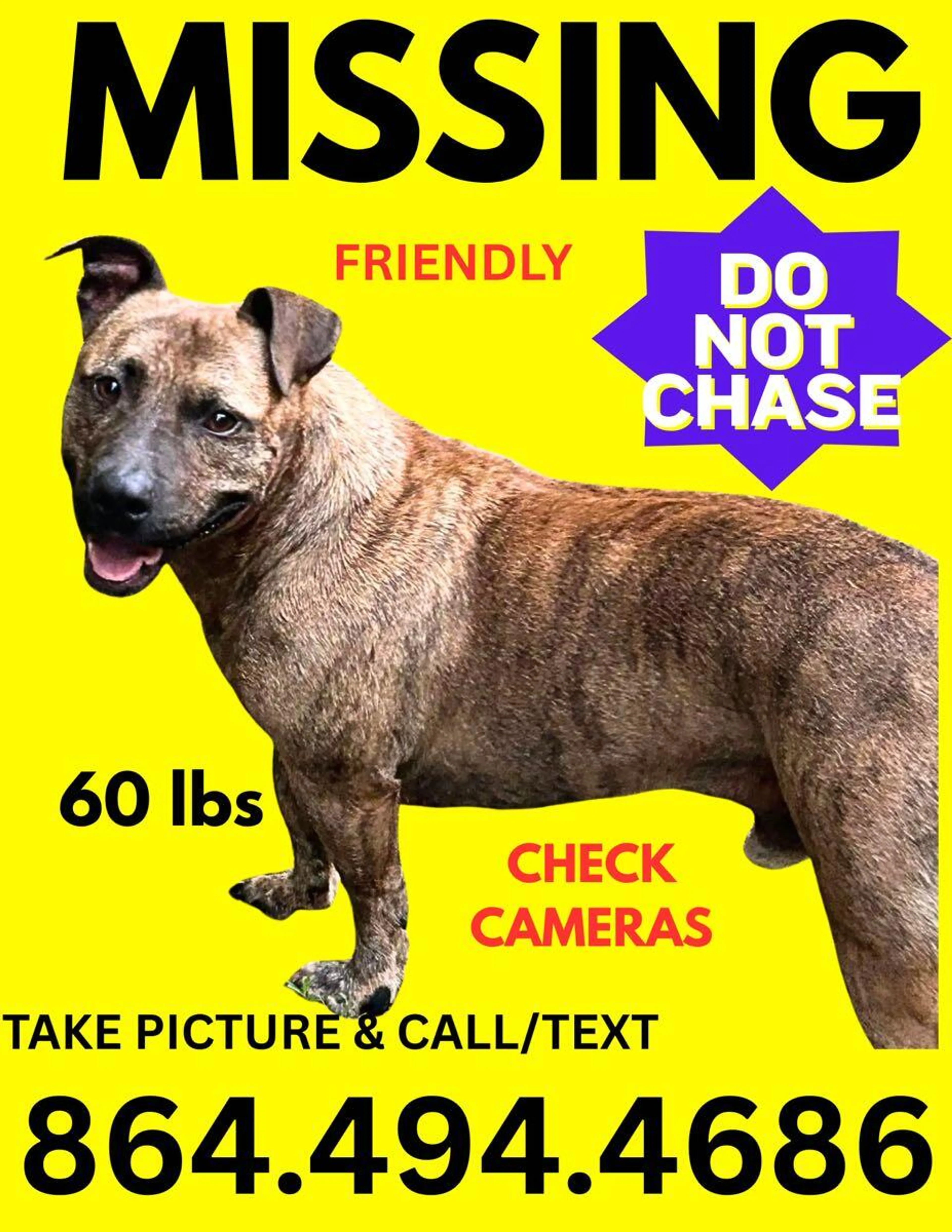 Lost pet