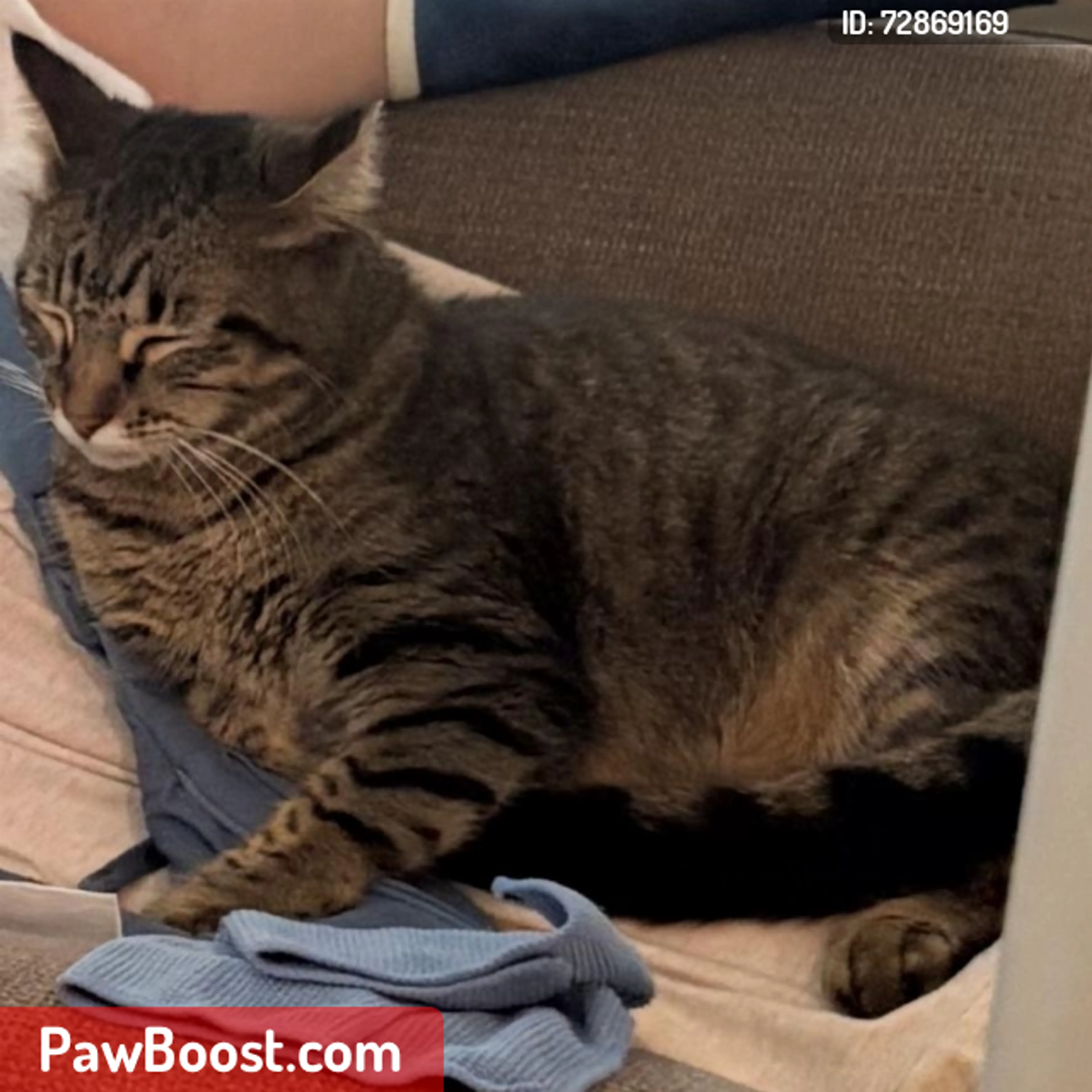 Lost pet