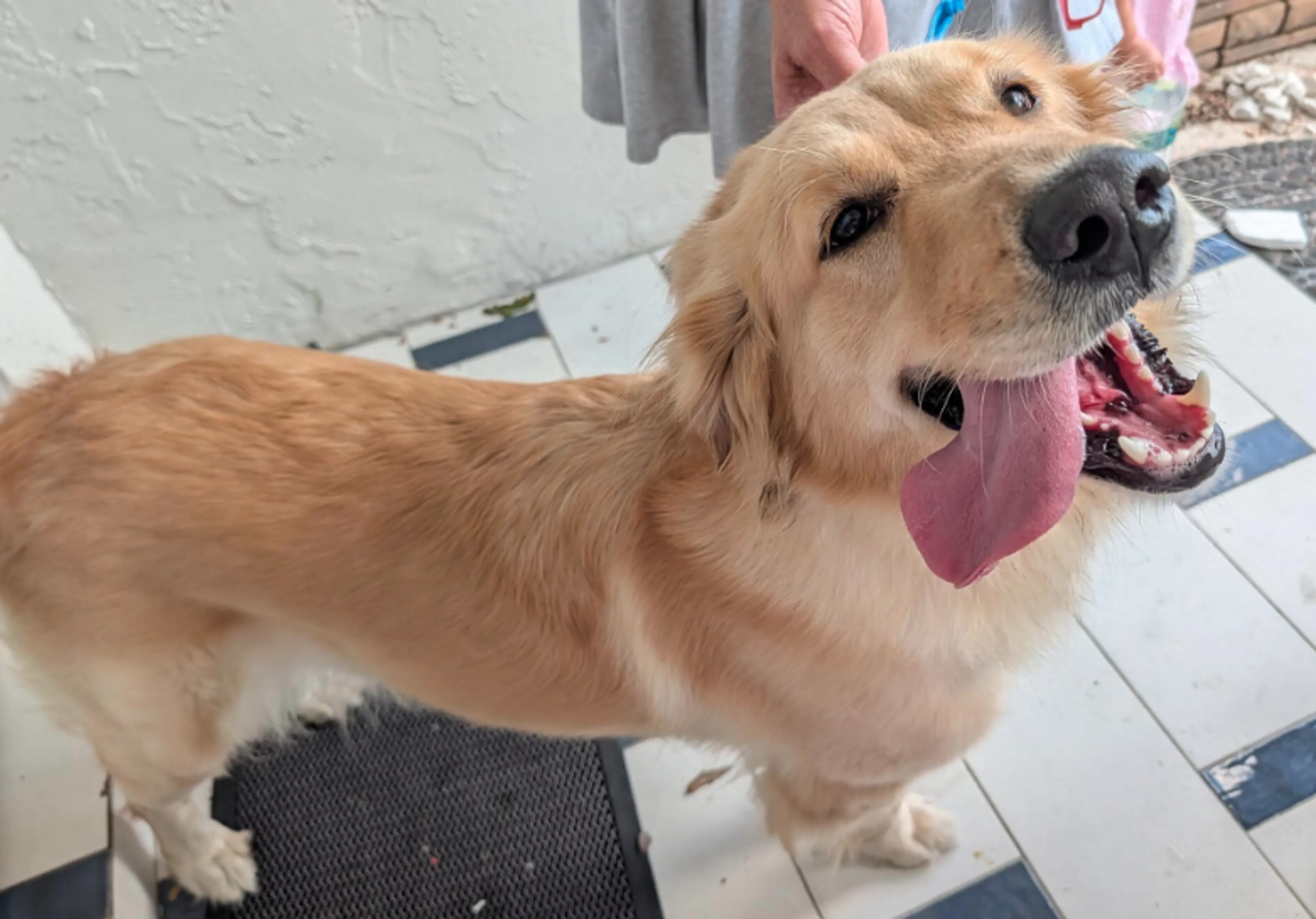 Found pet