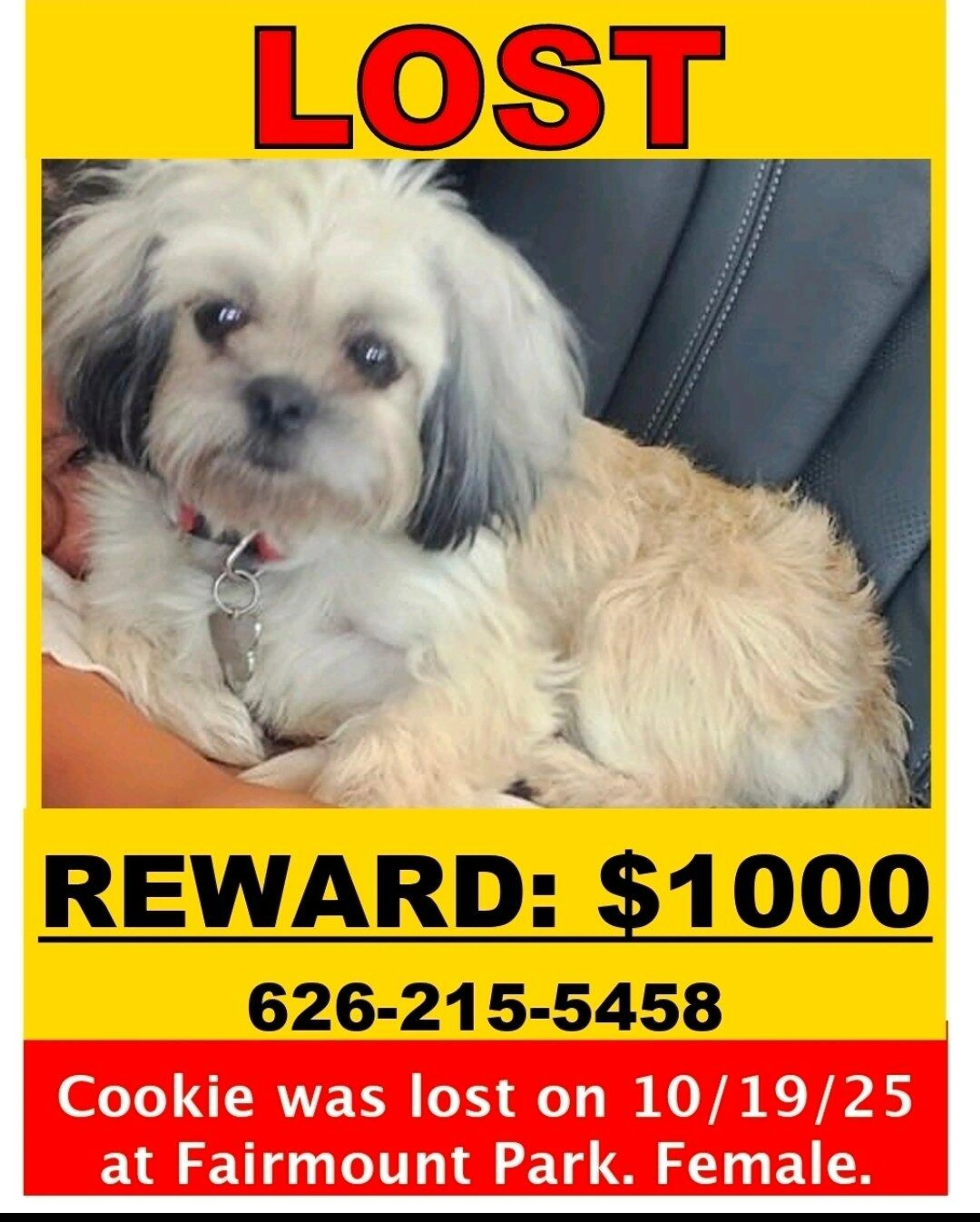Lost pet