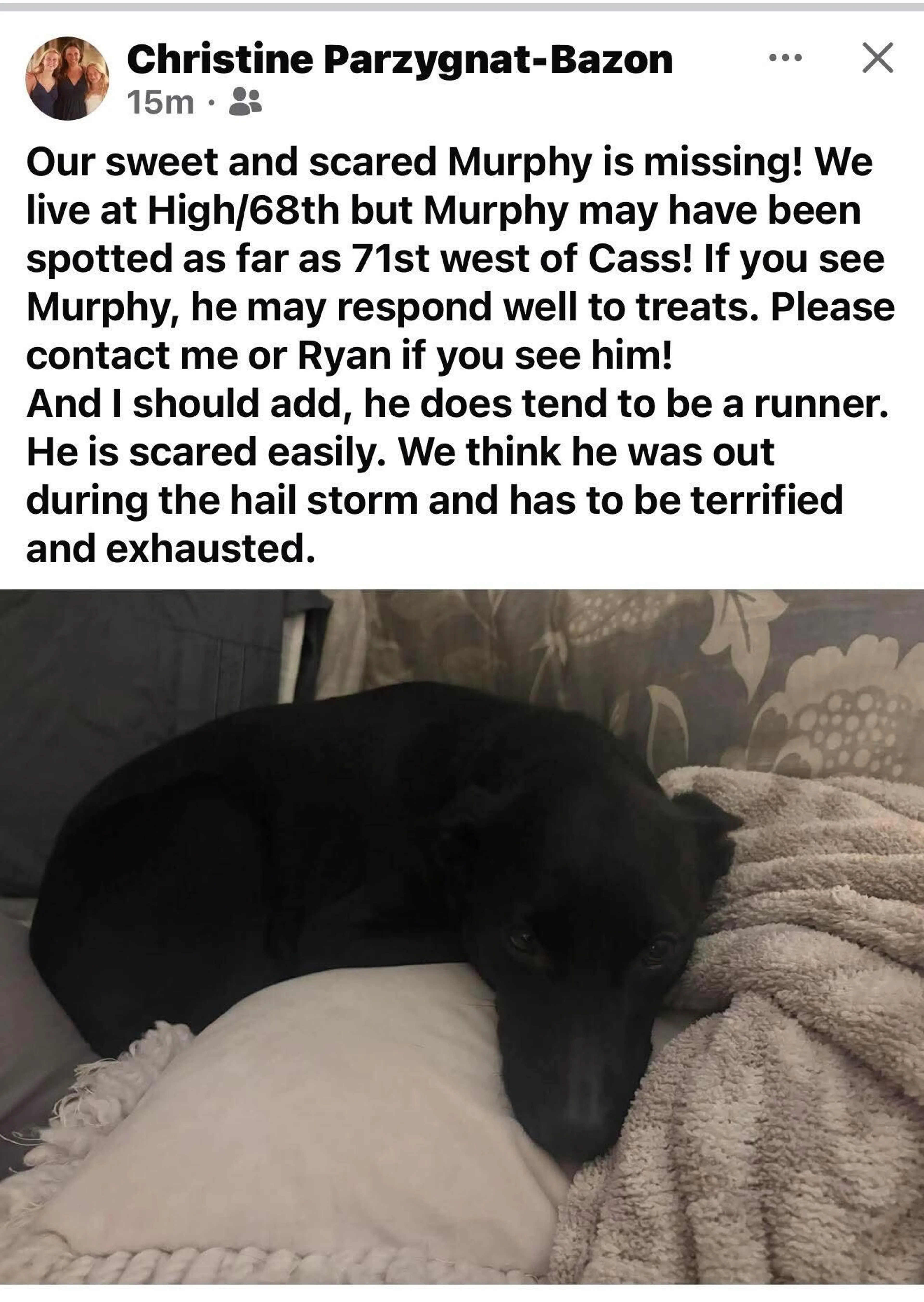 Lost pet
