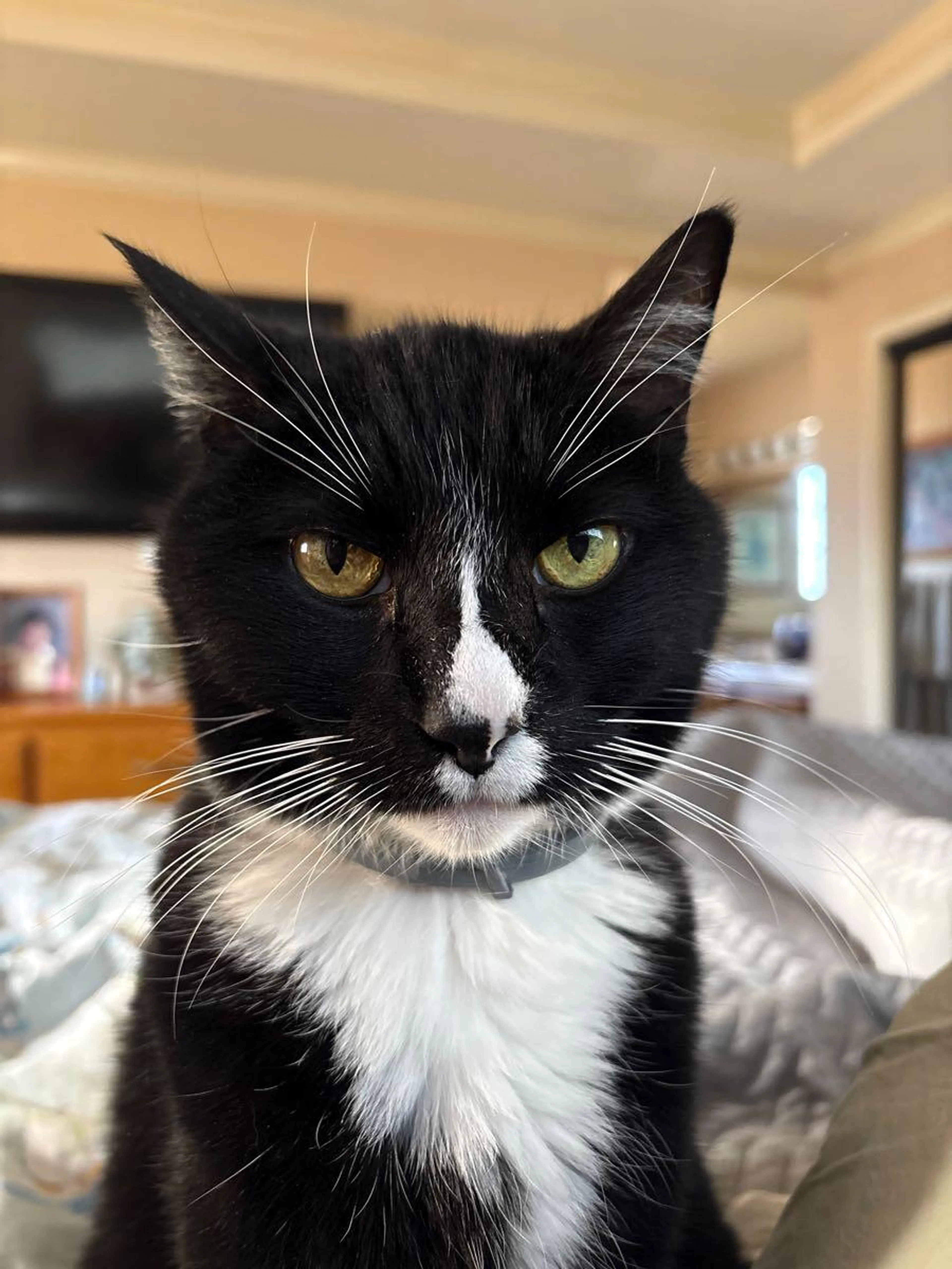 Lost pet