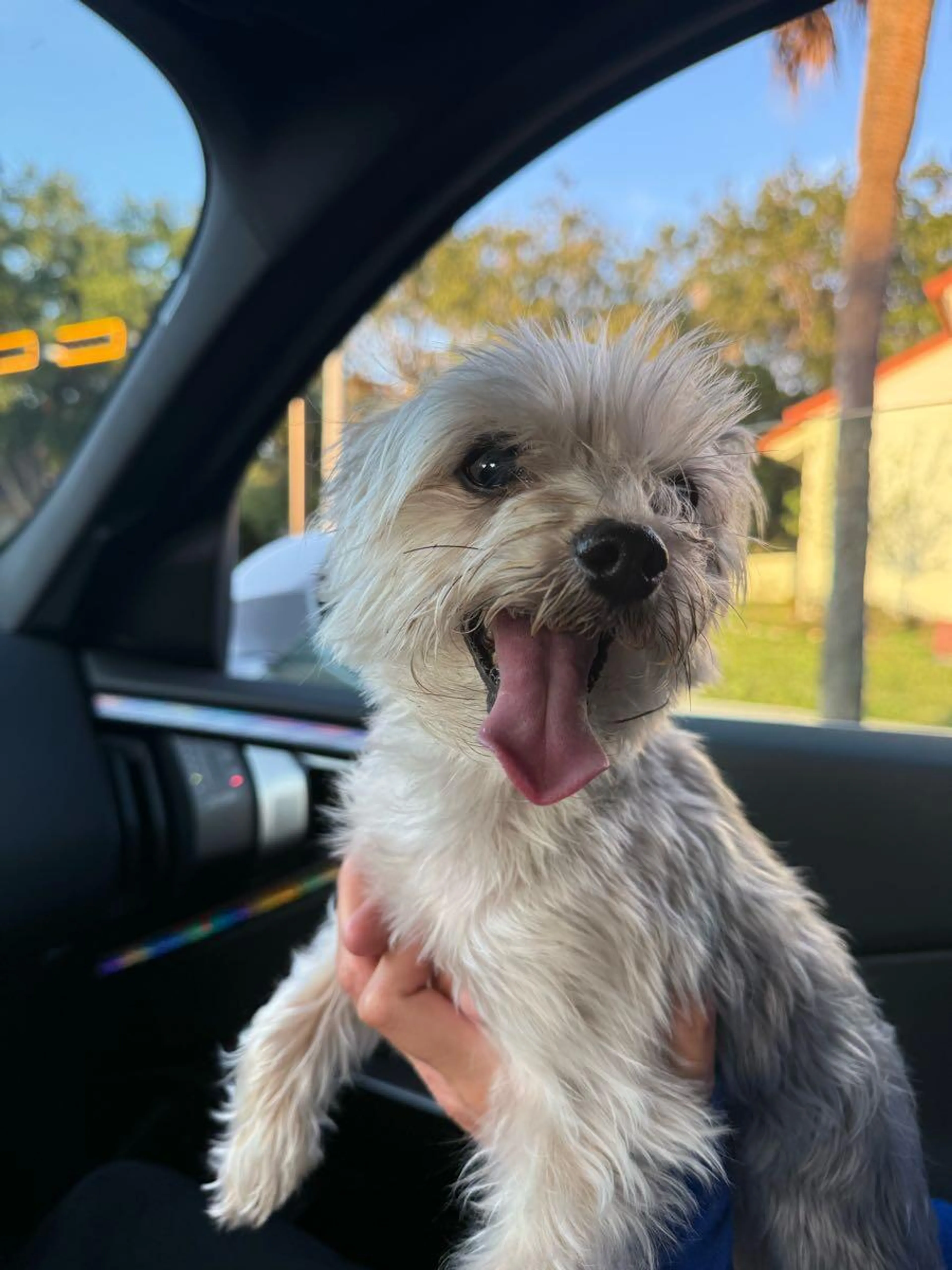Found pet