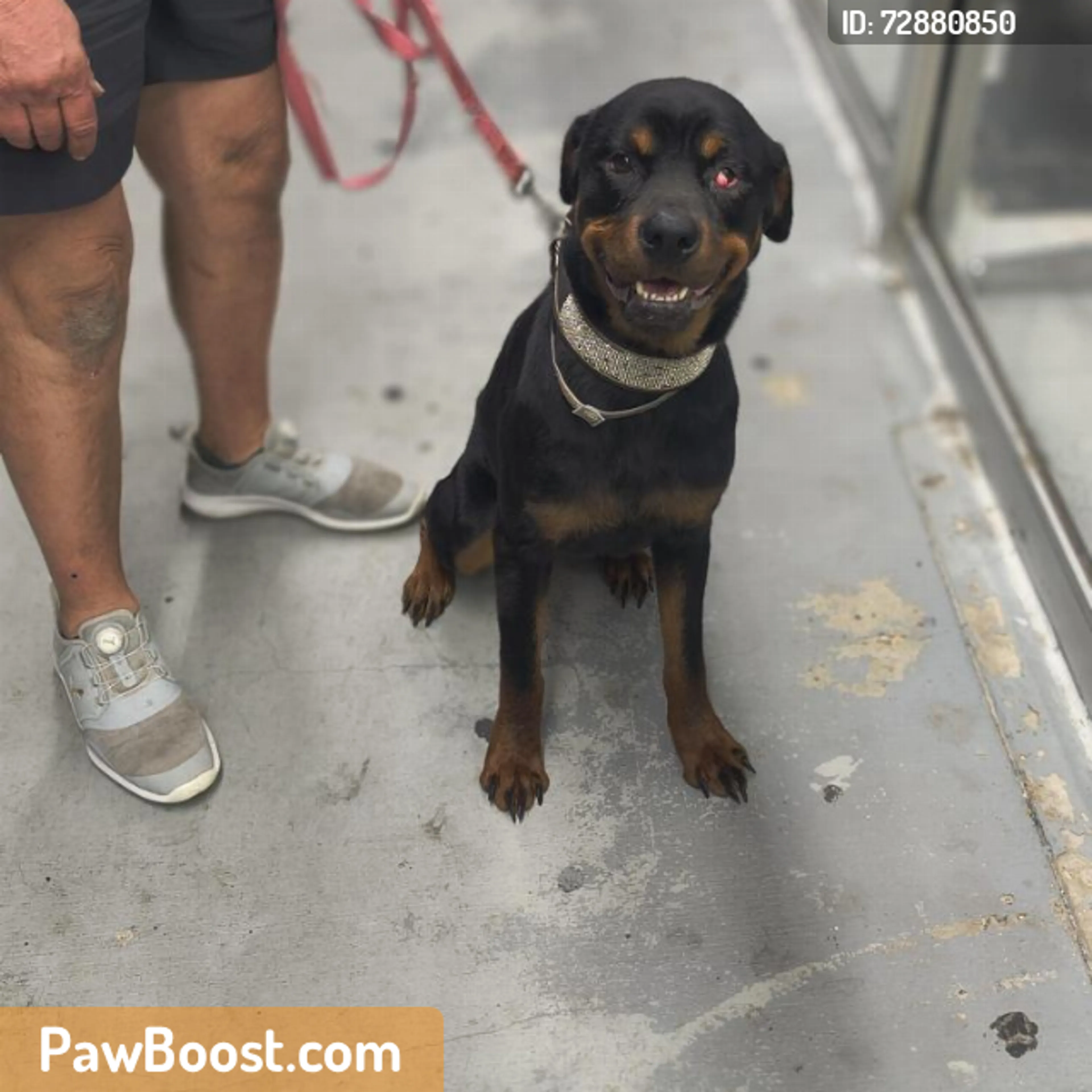 Found pet