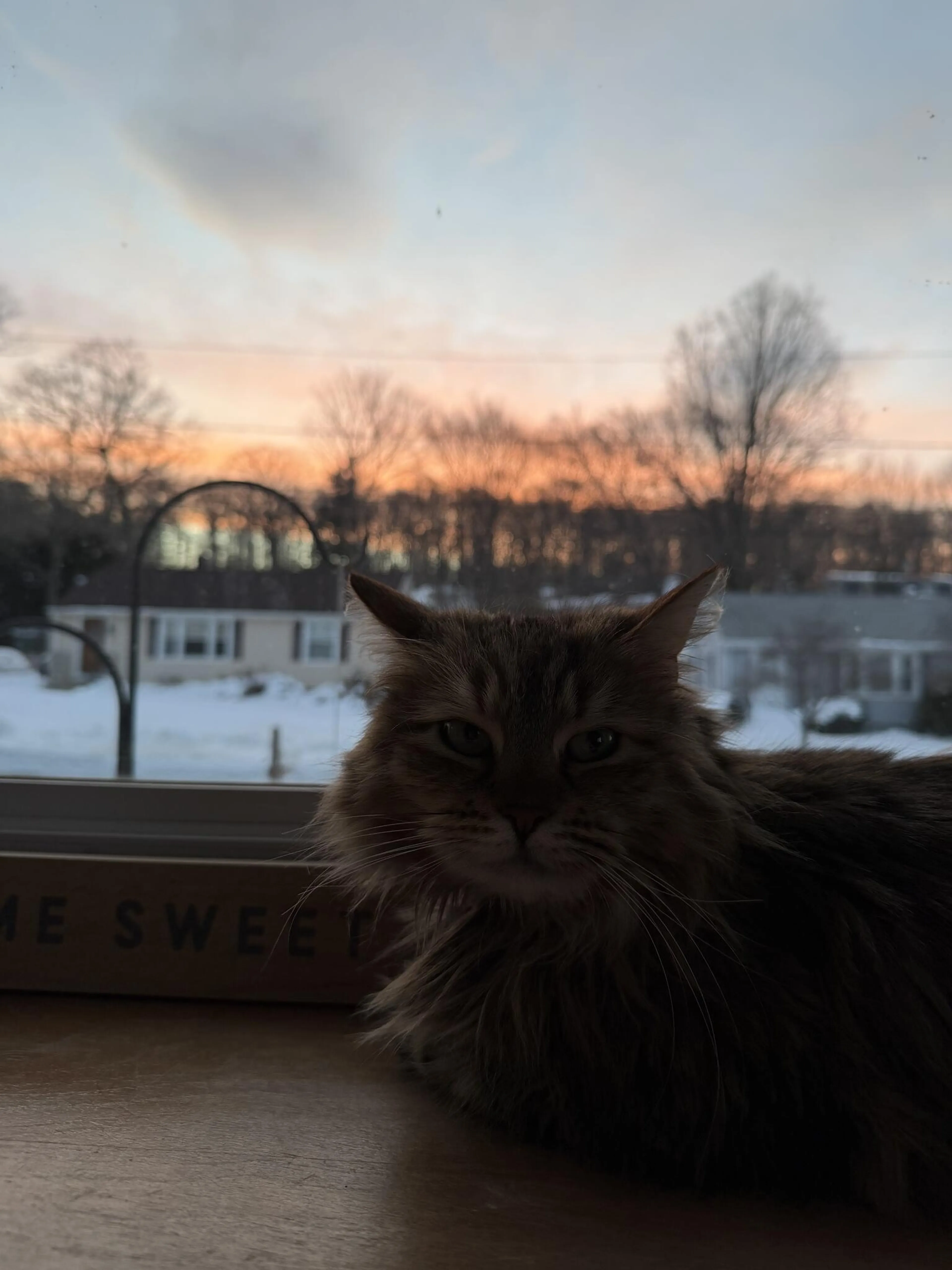 Lost pet