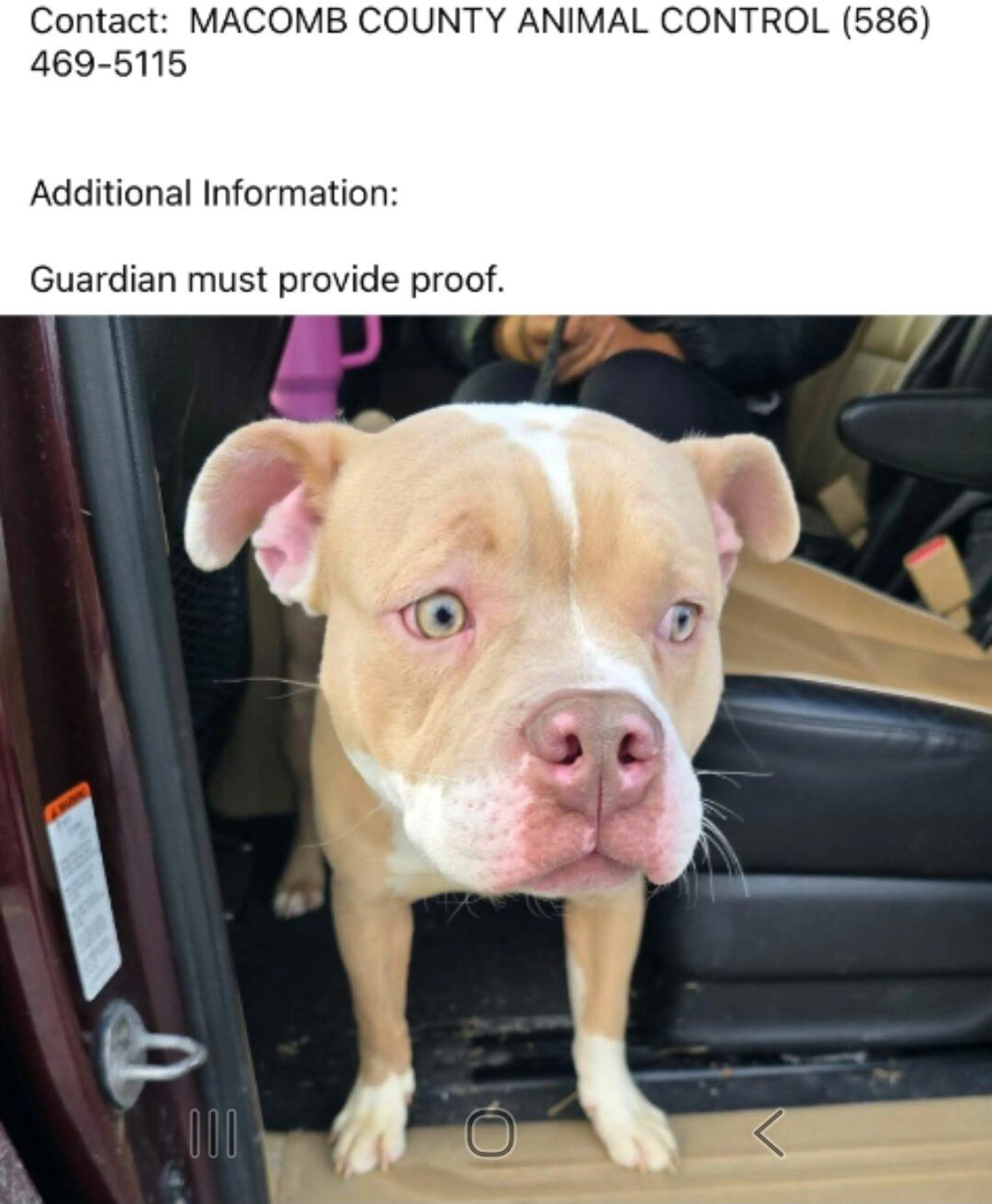 Found pet