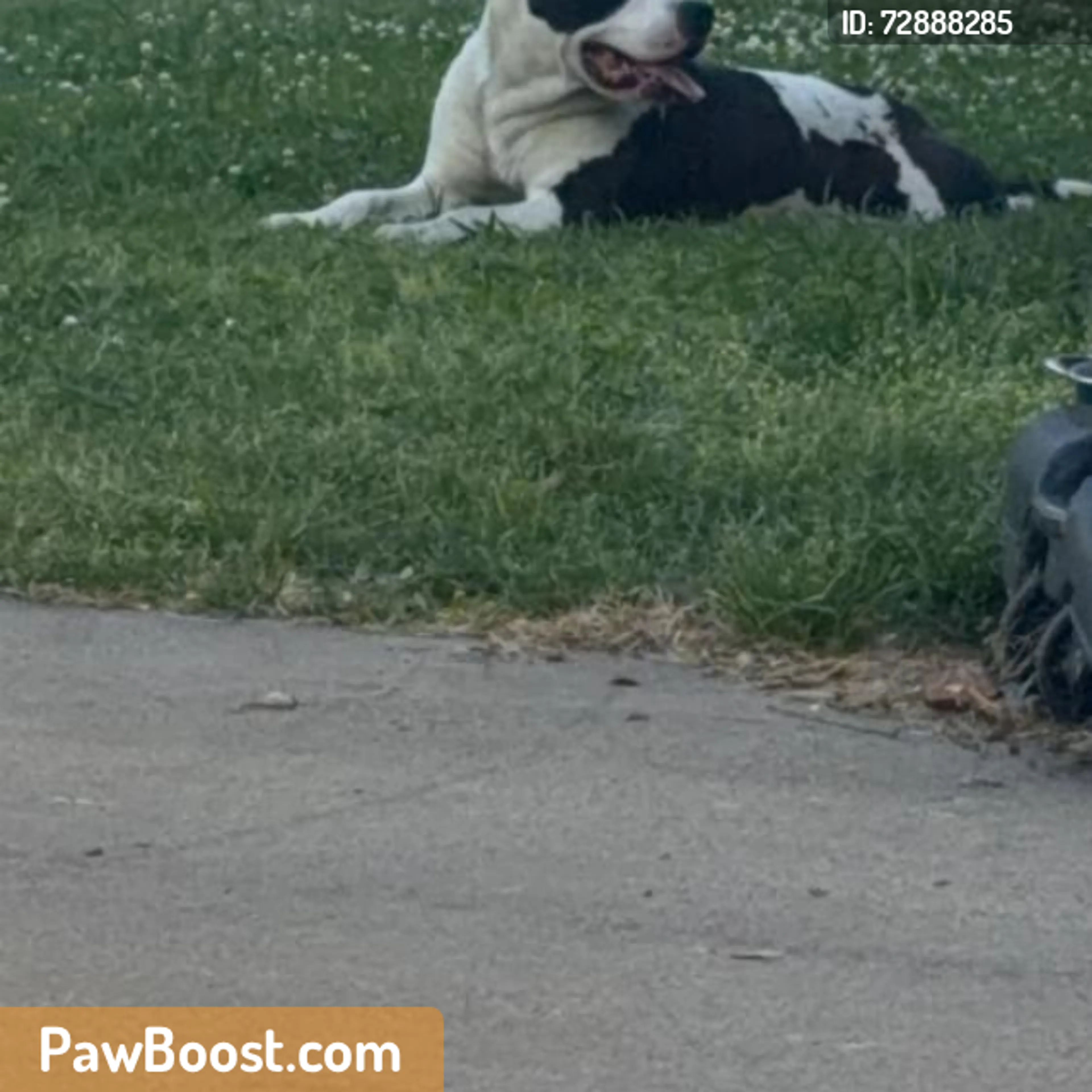 Found pet