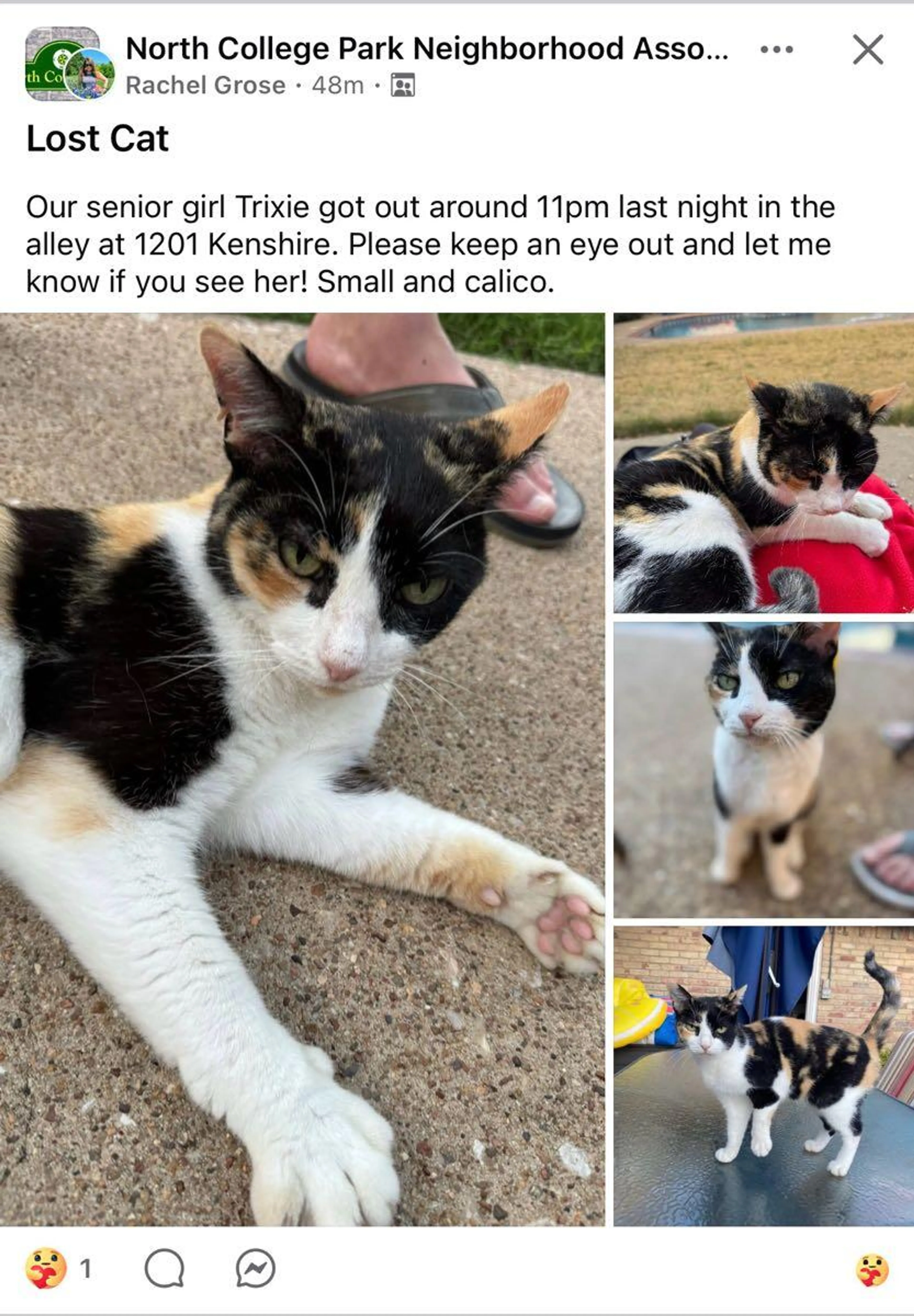 Lost pet