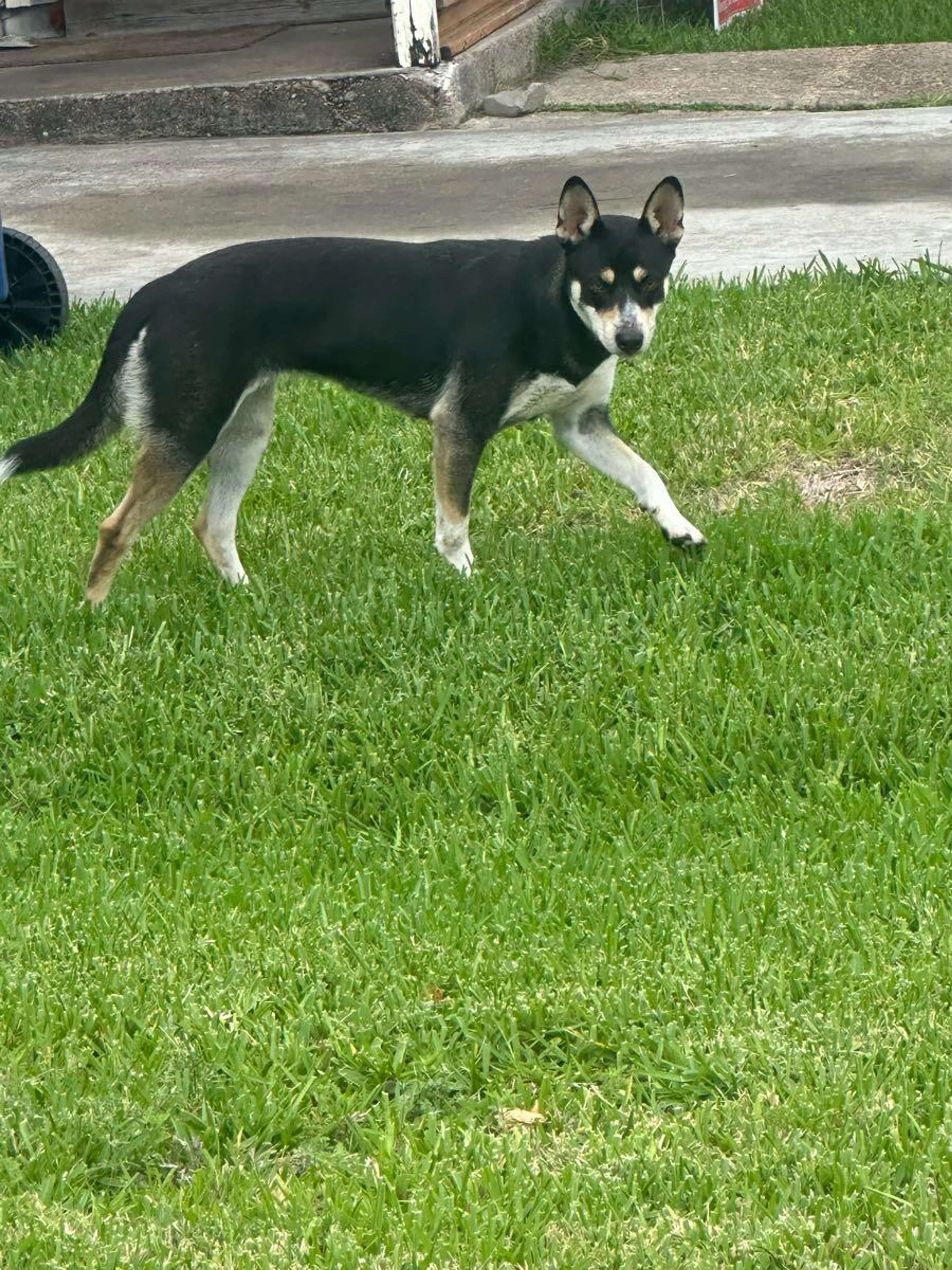 Found pet