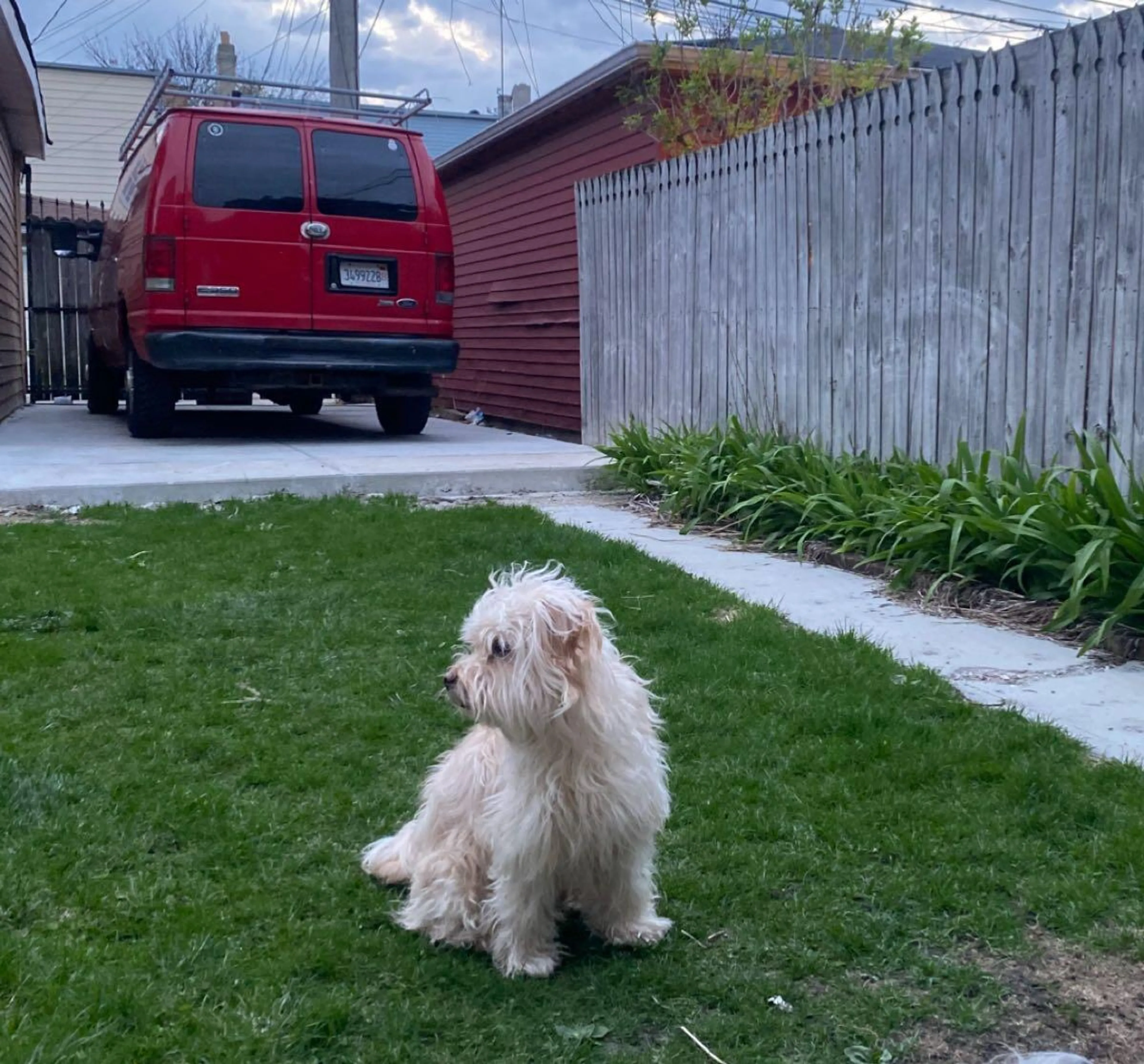 Lost pet