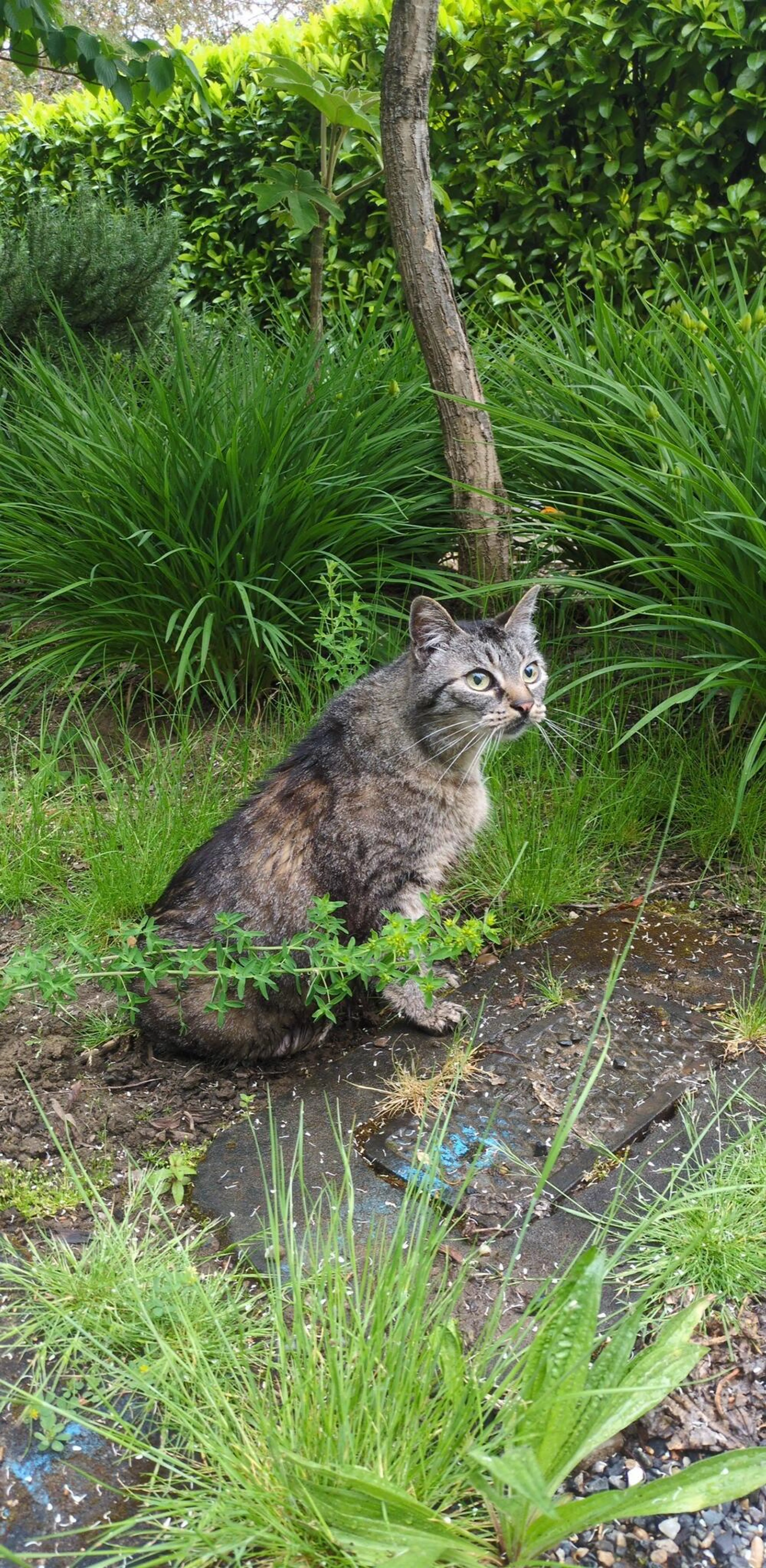 Found pet