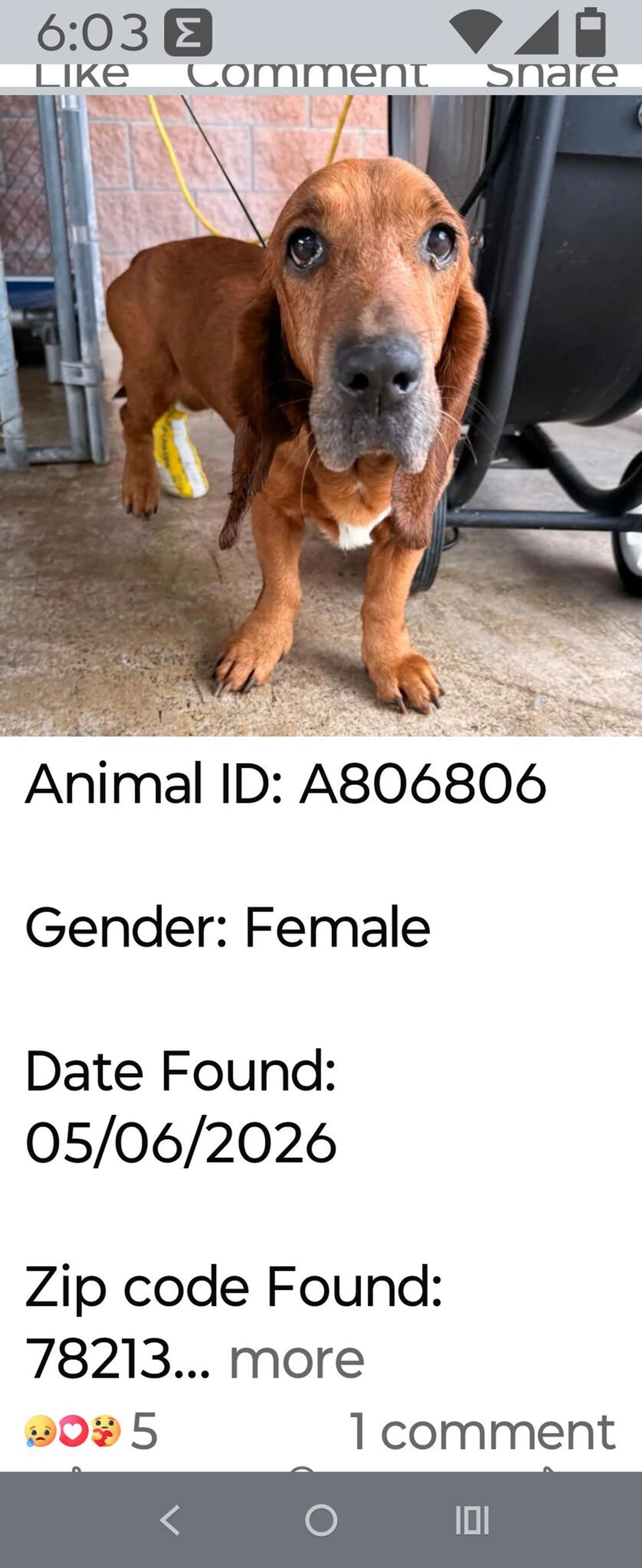 Found pet