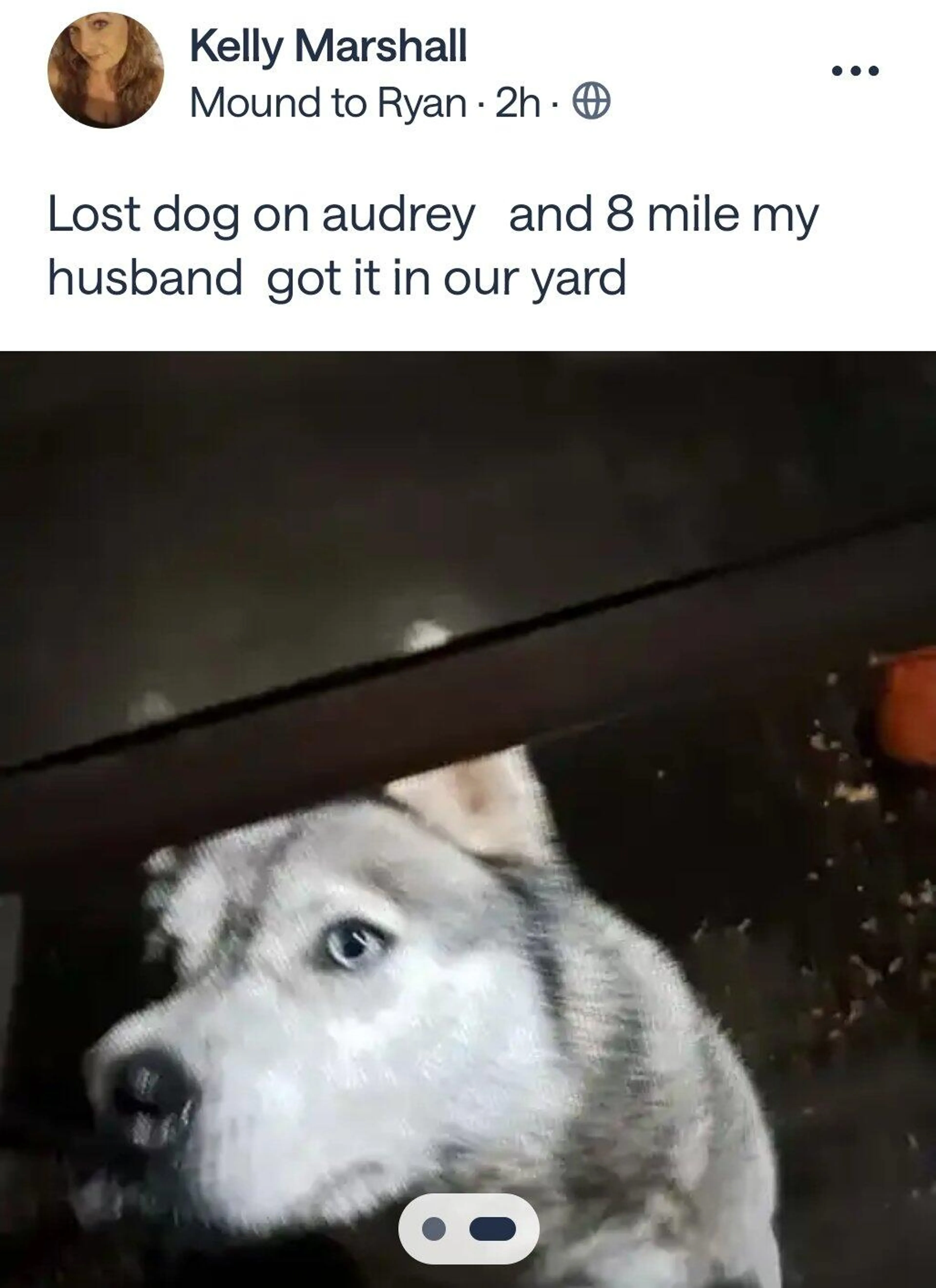 Found pet