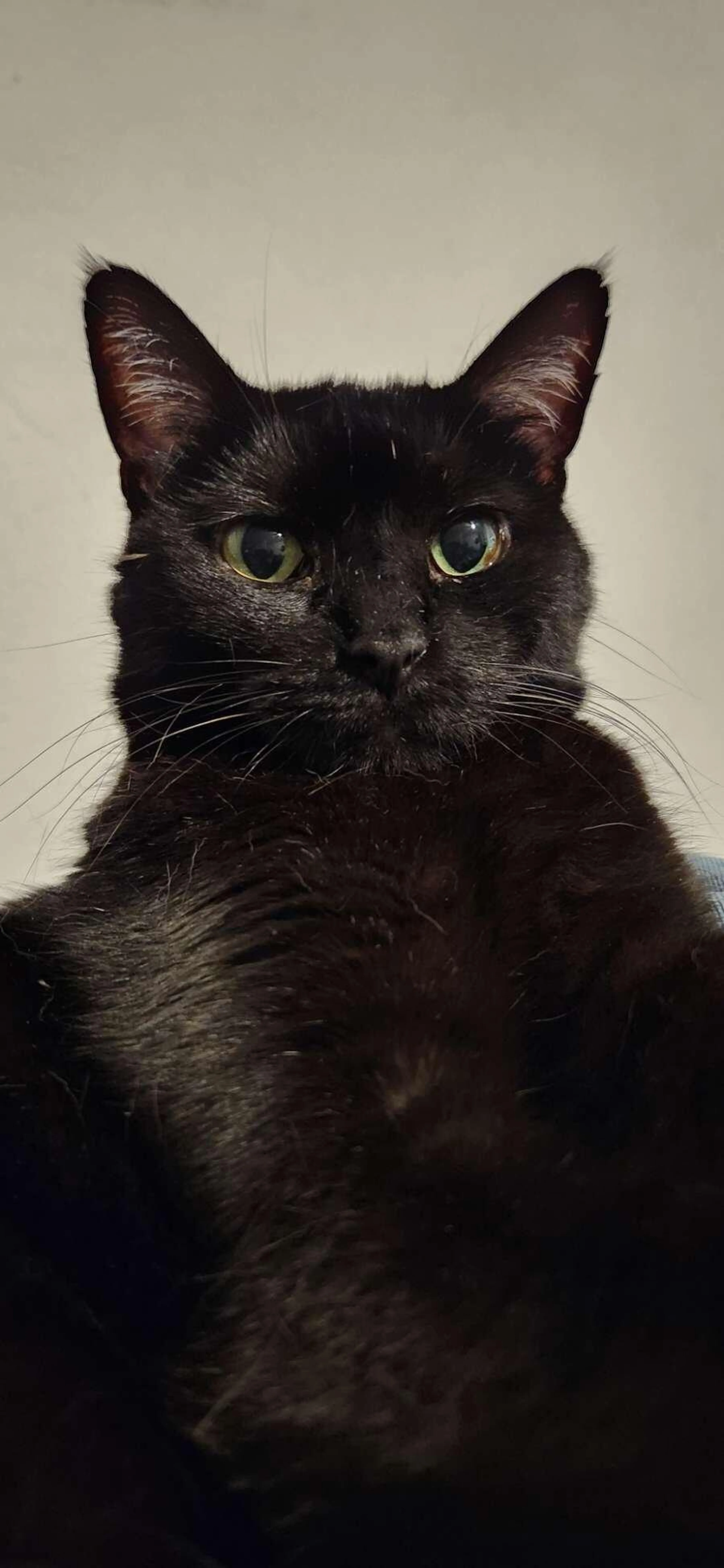 Lost pet