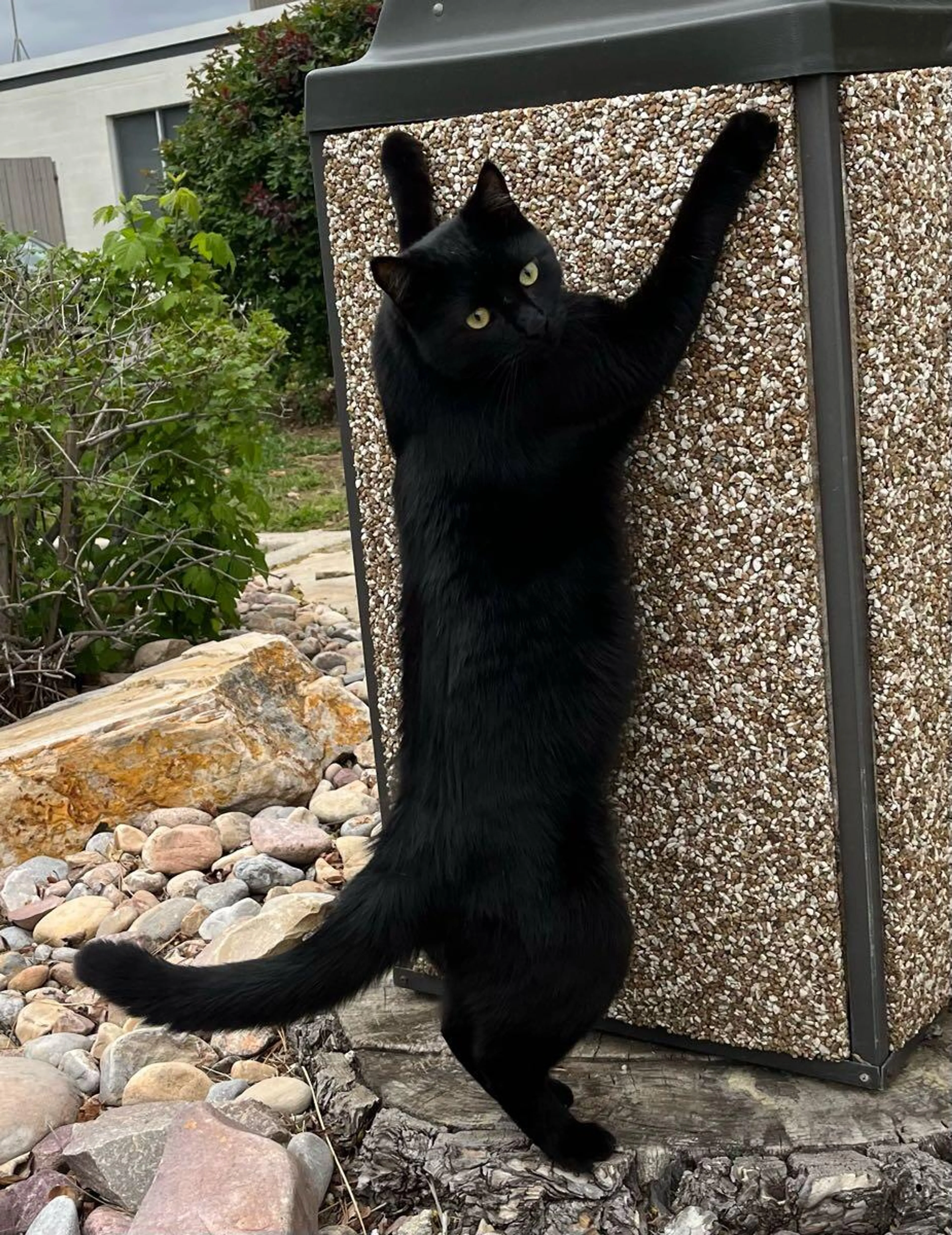 Lost pet