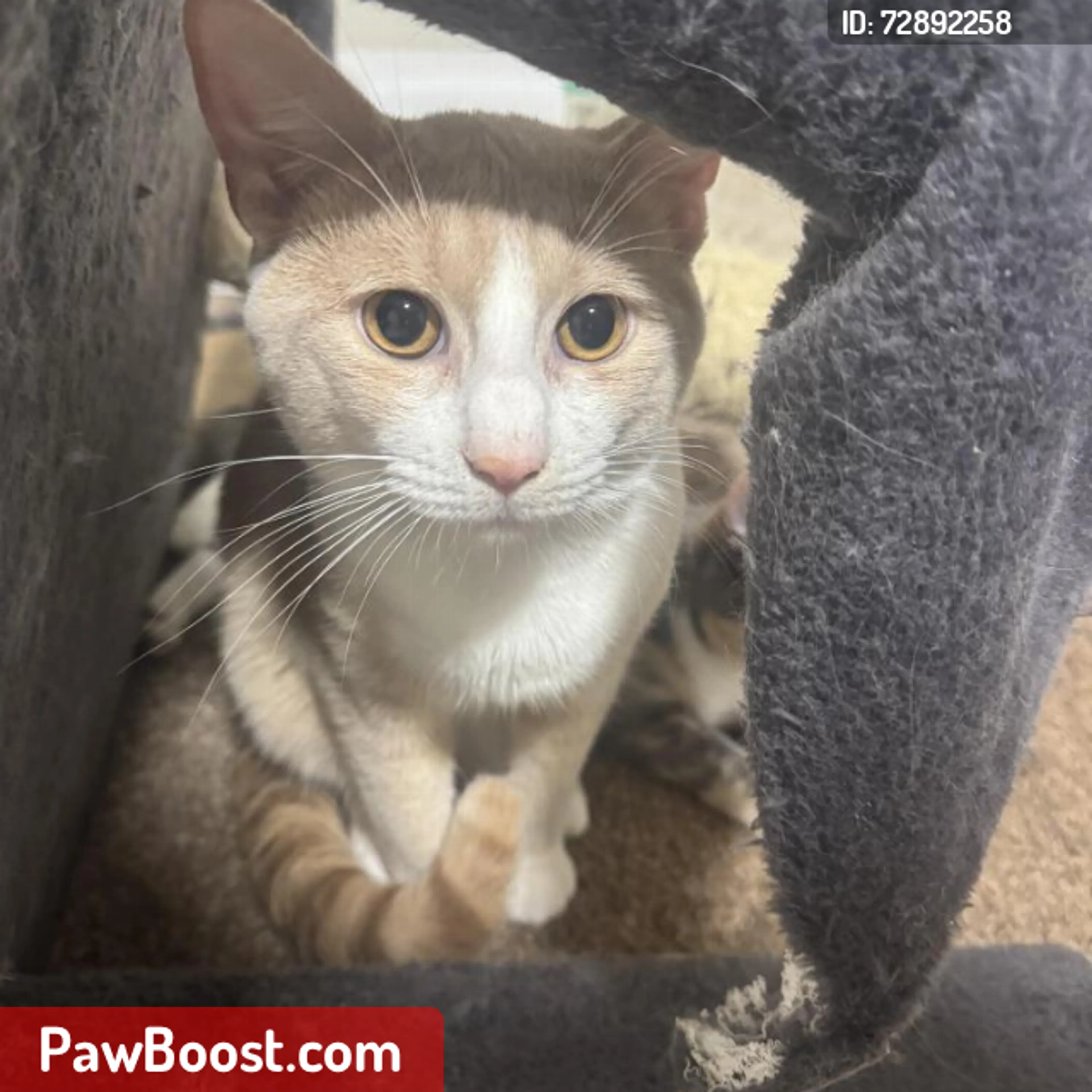 Lost pet
