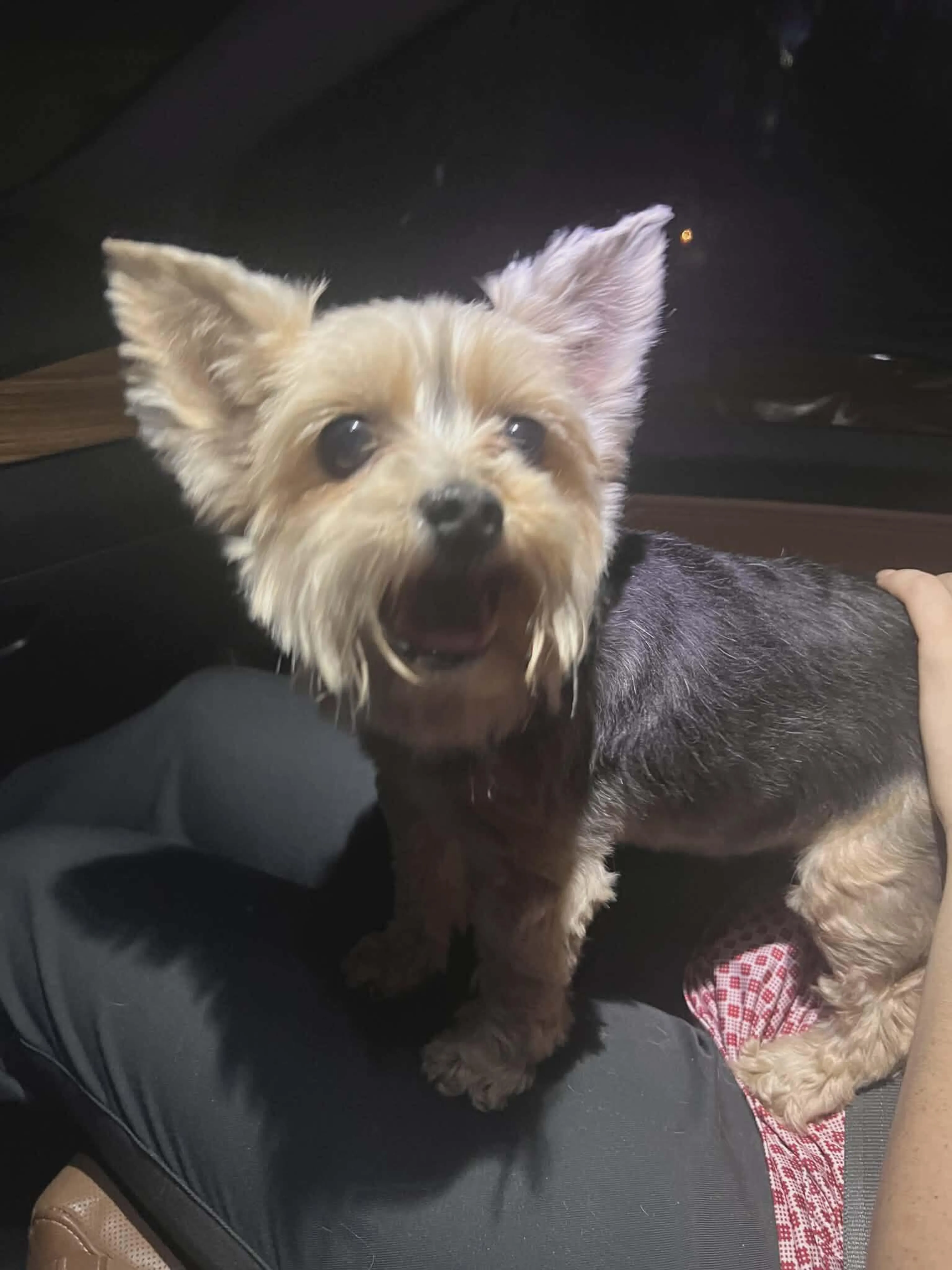 Found pet