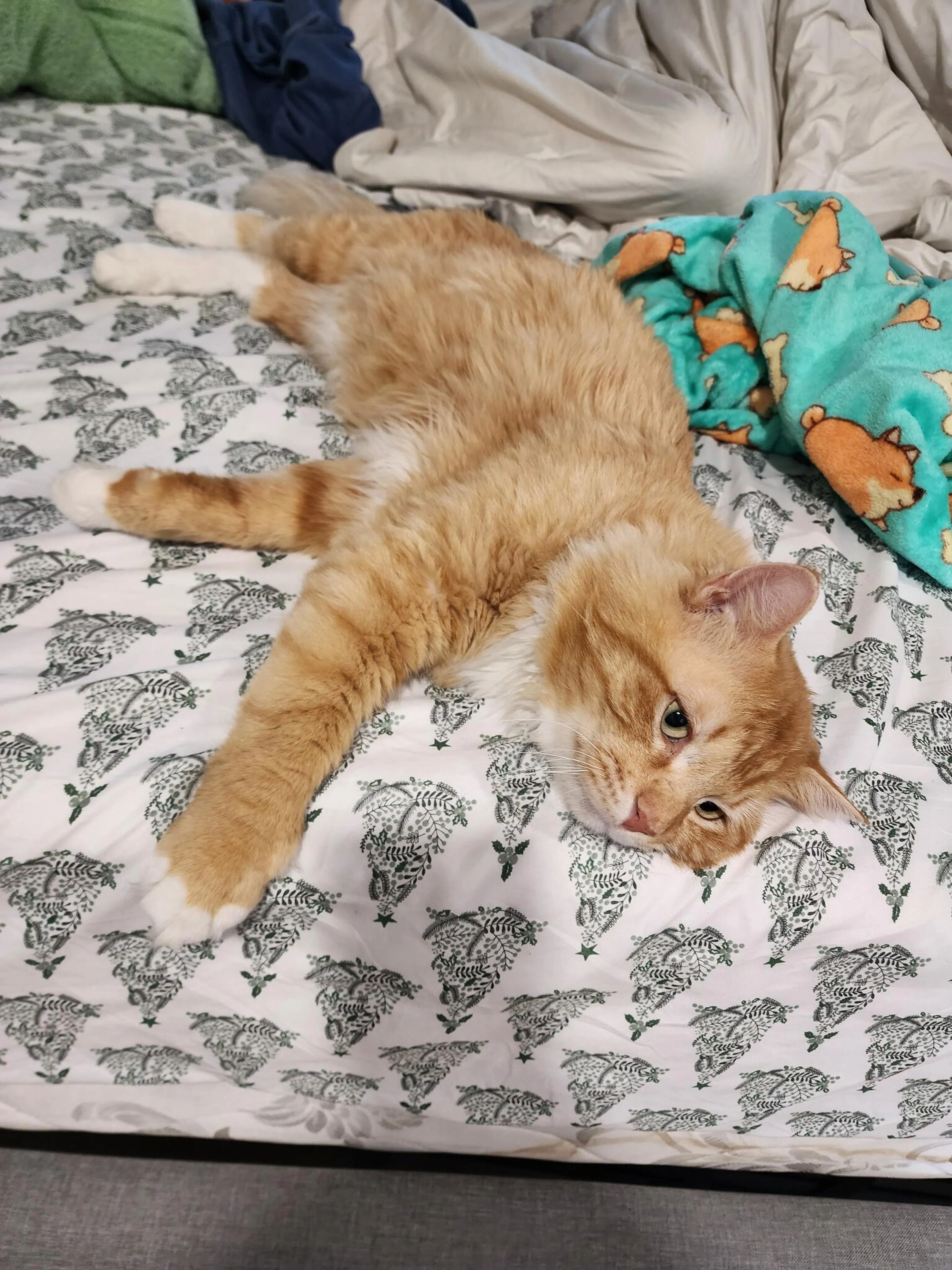 Lost pet