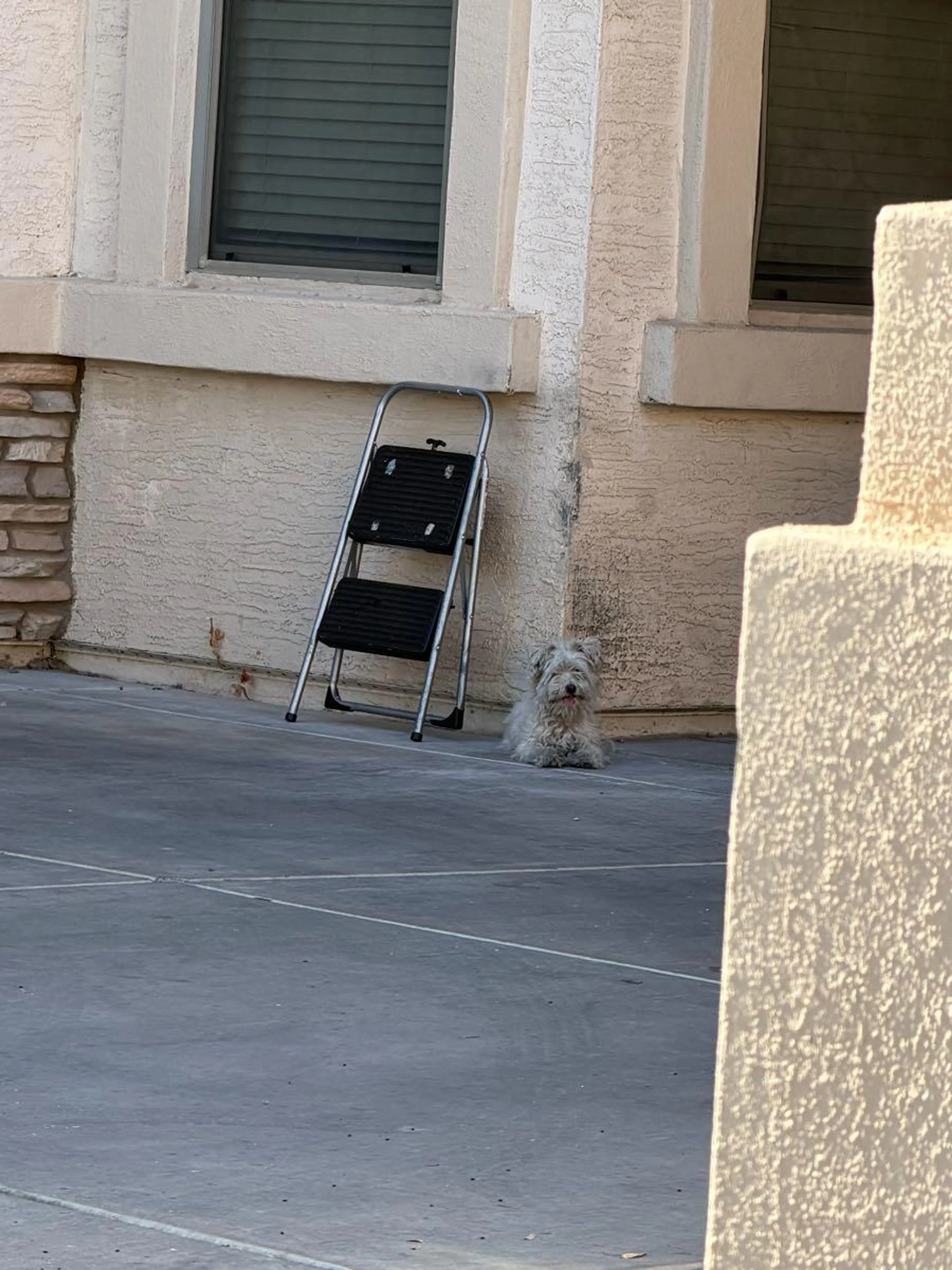 Found pet