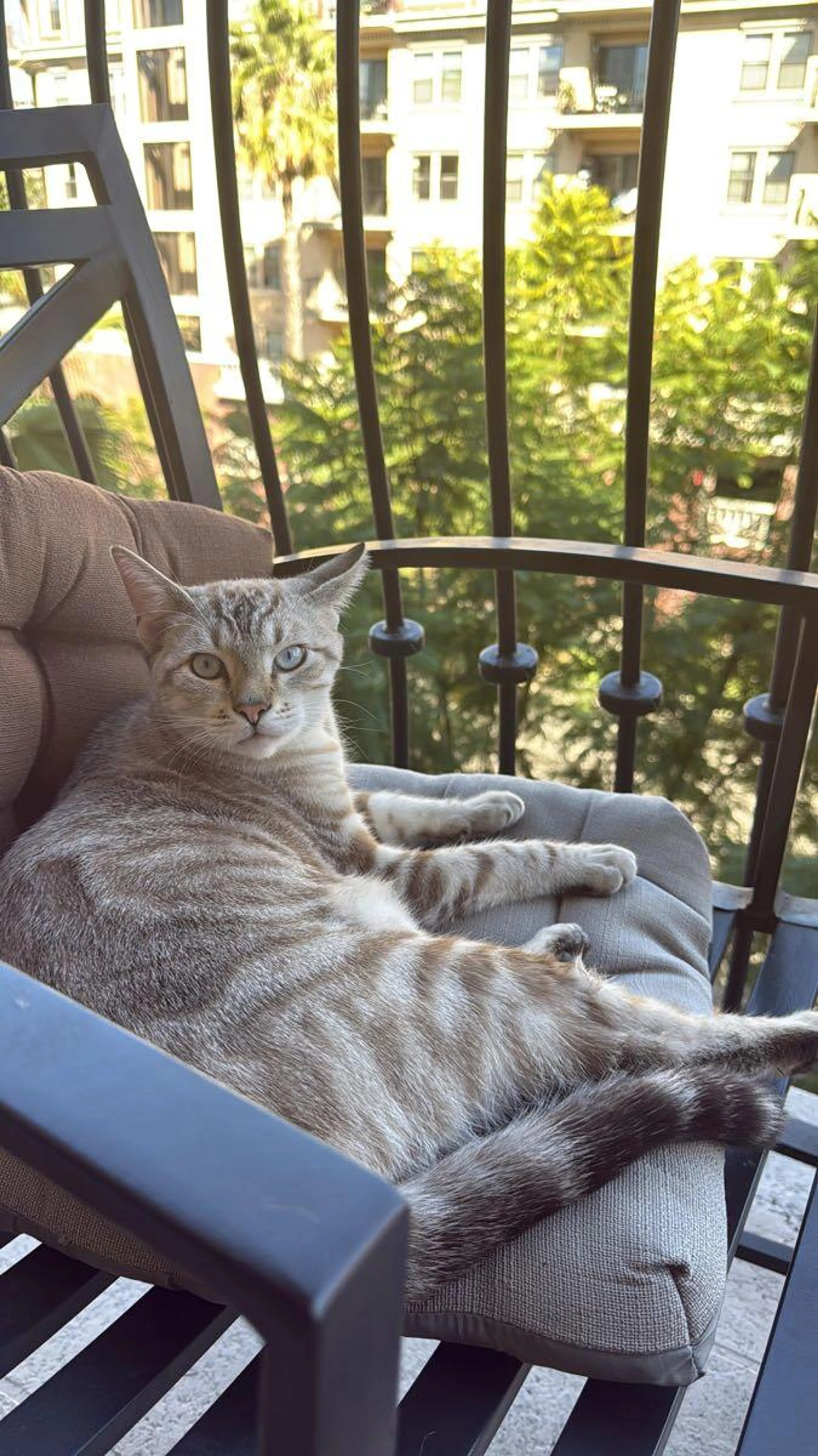 Lost pet