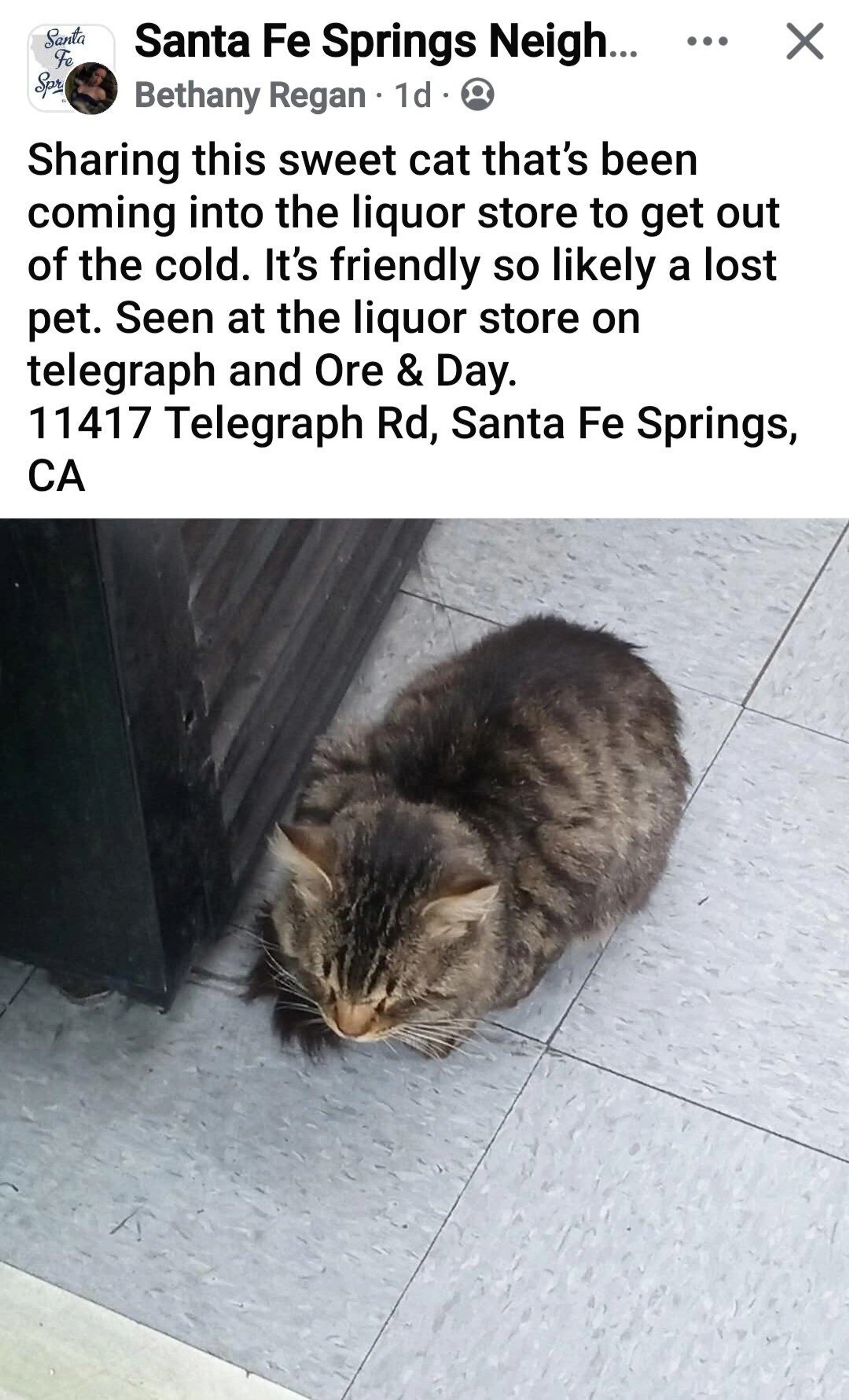 Found pet