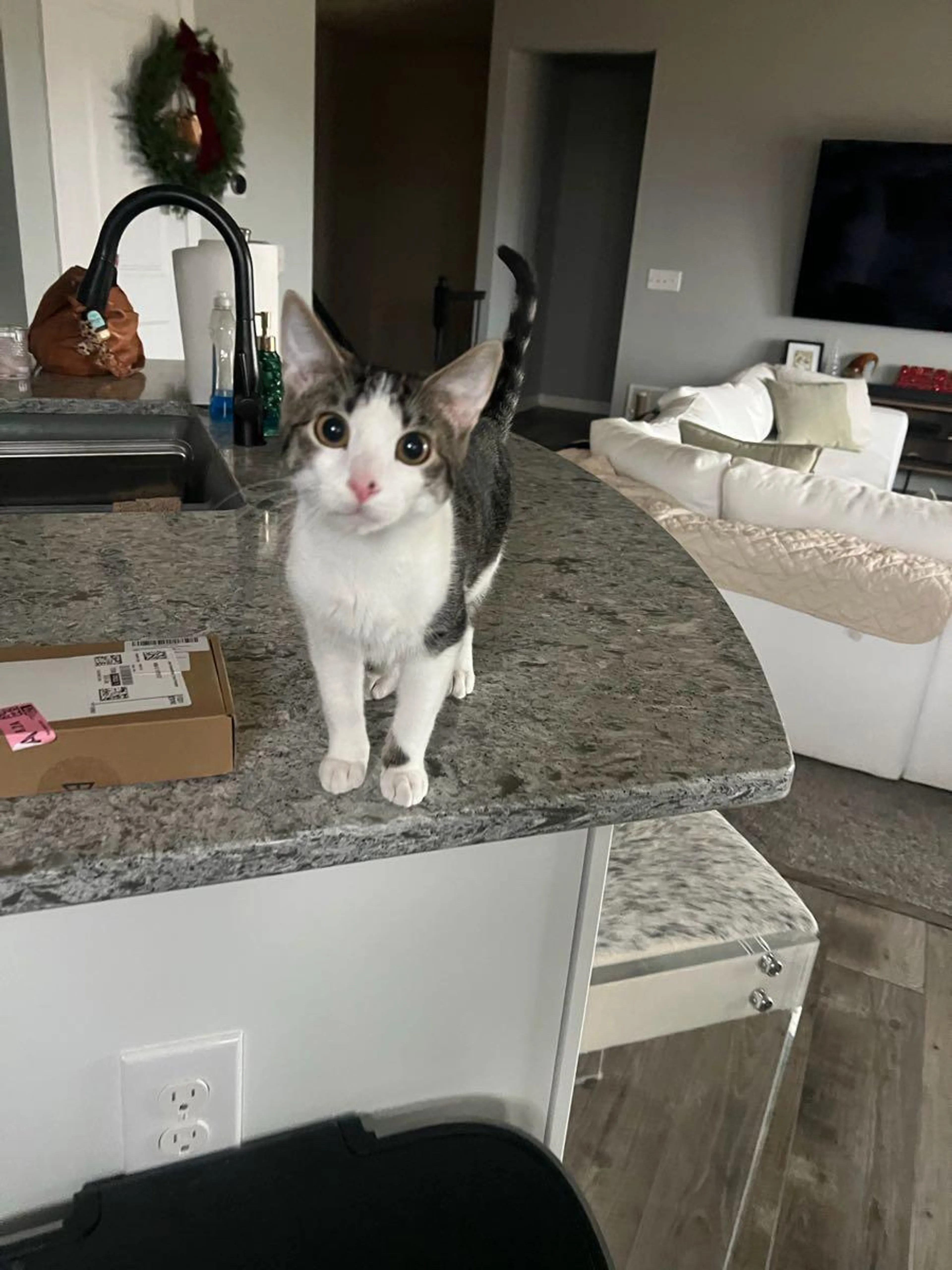 Lost pet