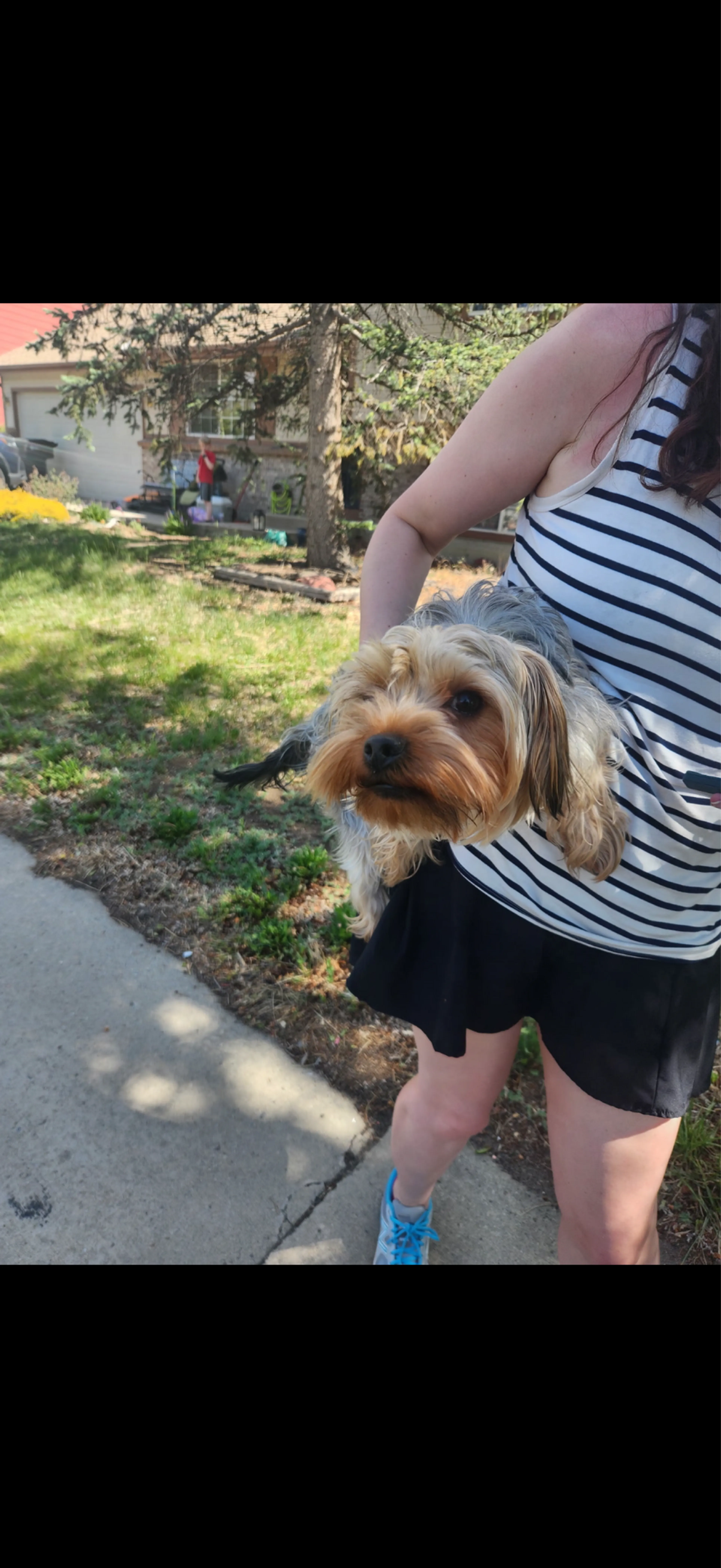 Lost pet