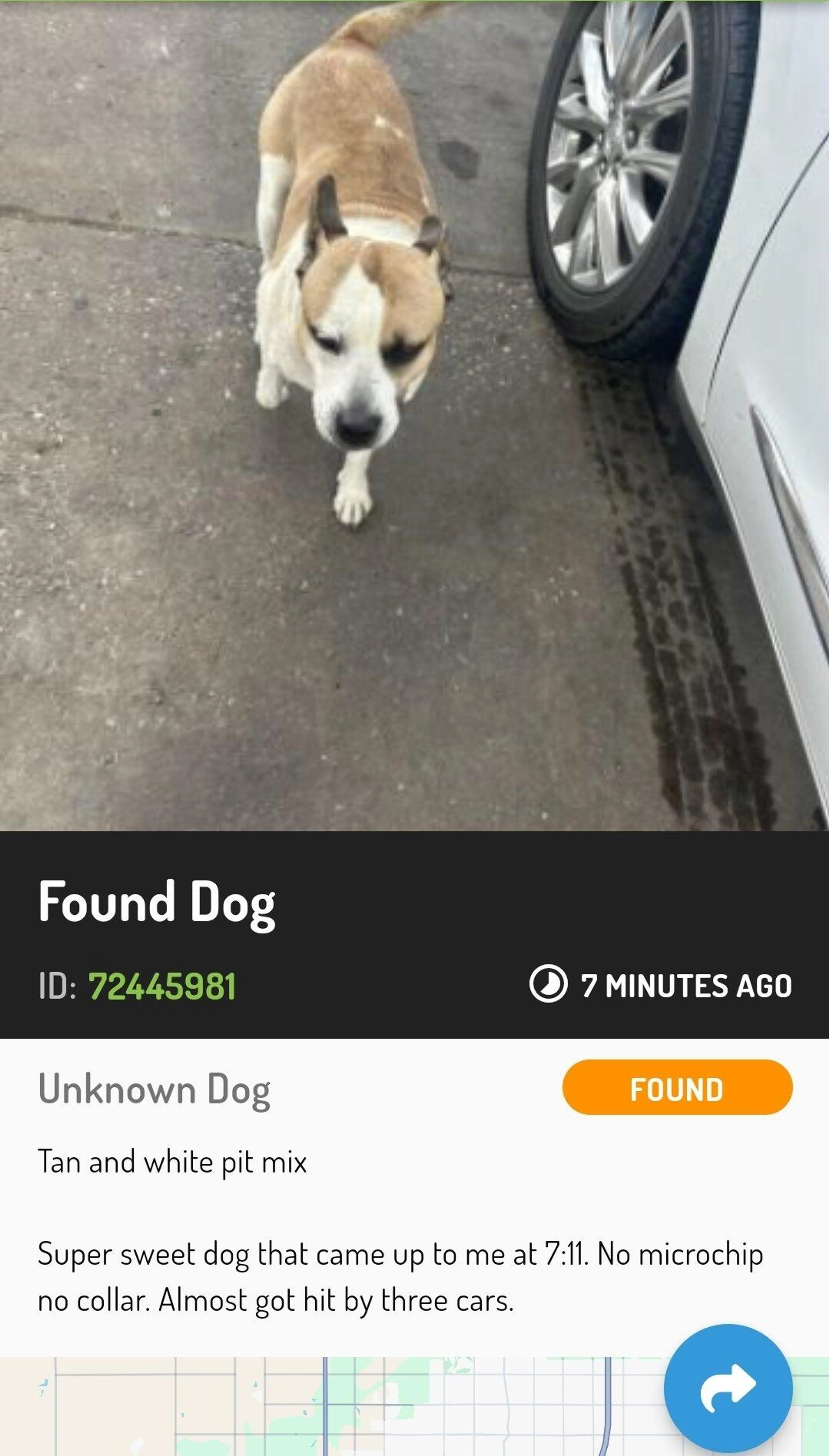 Found pet