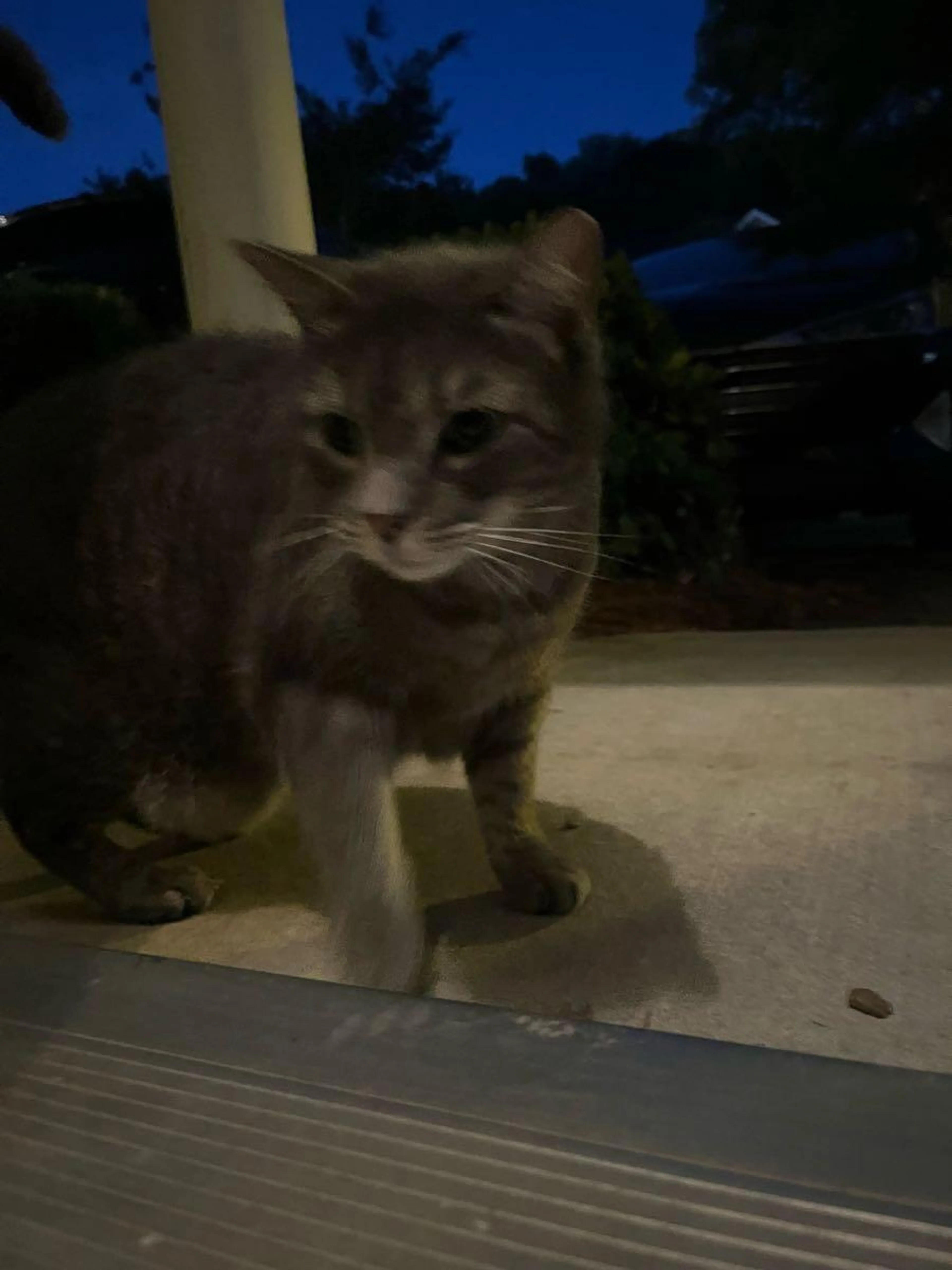 Found pet