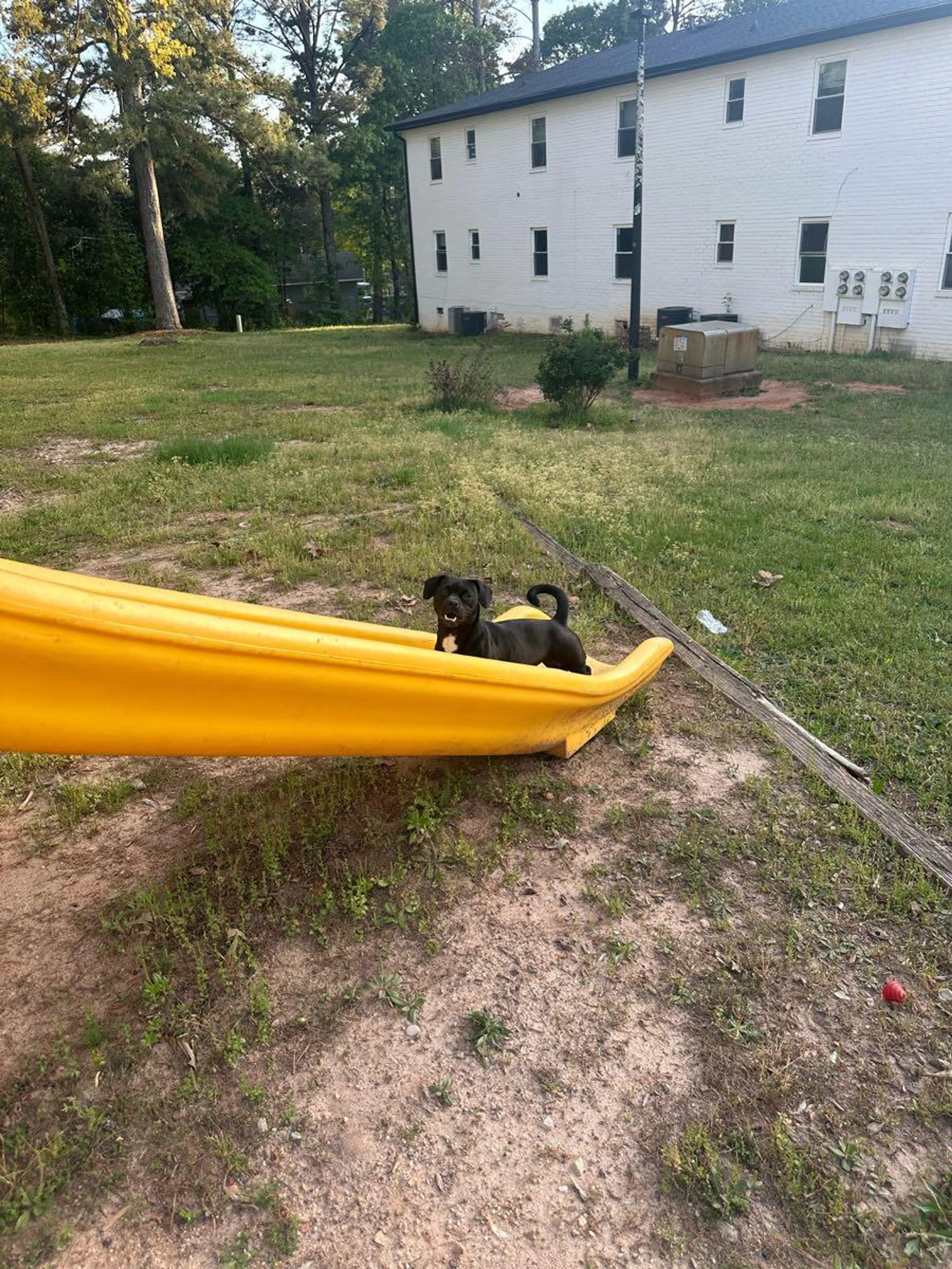 Lost pet