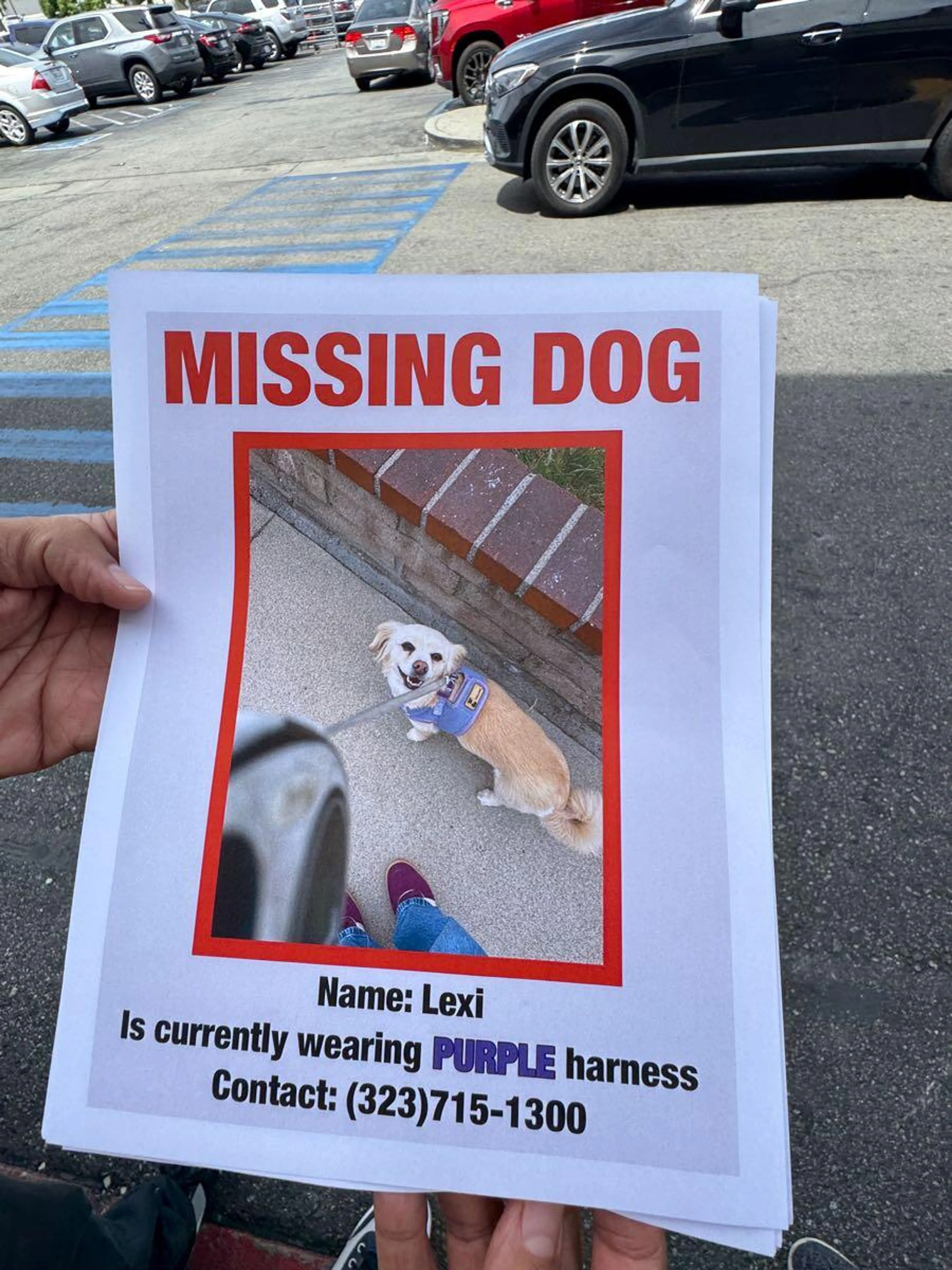 Lost pet