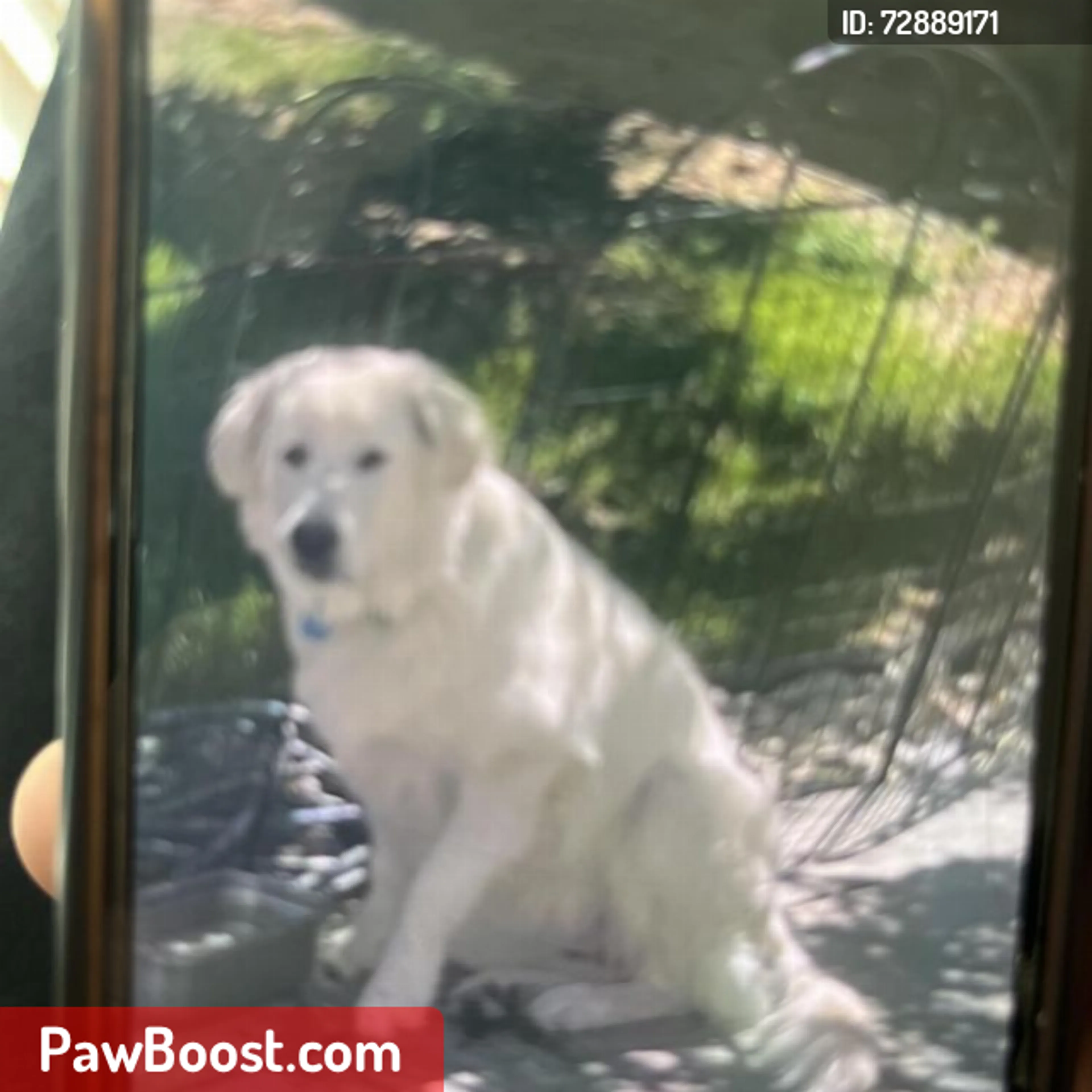 Lost pet