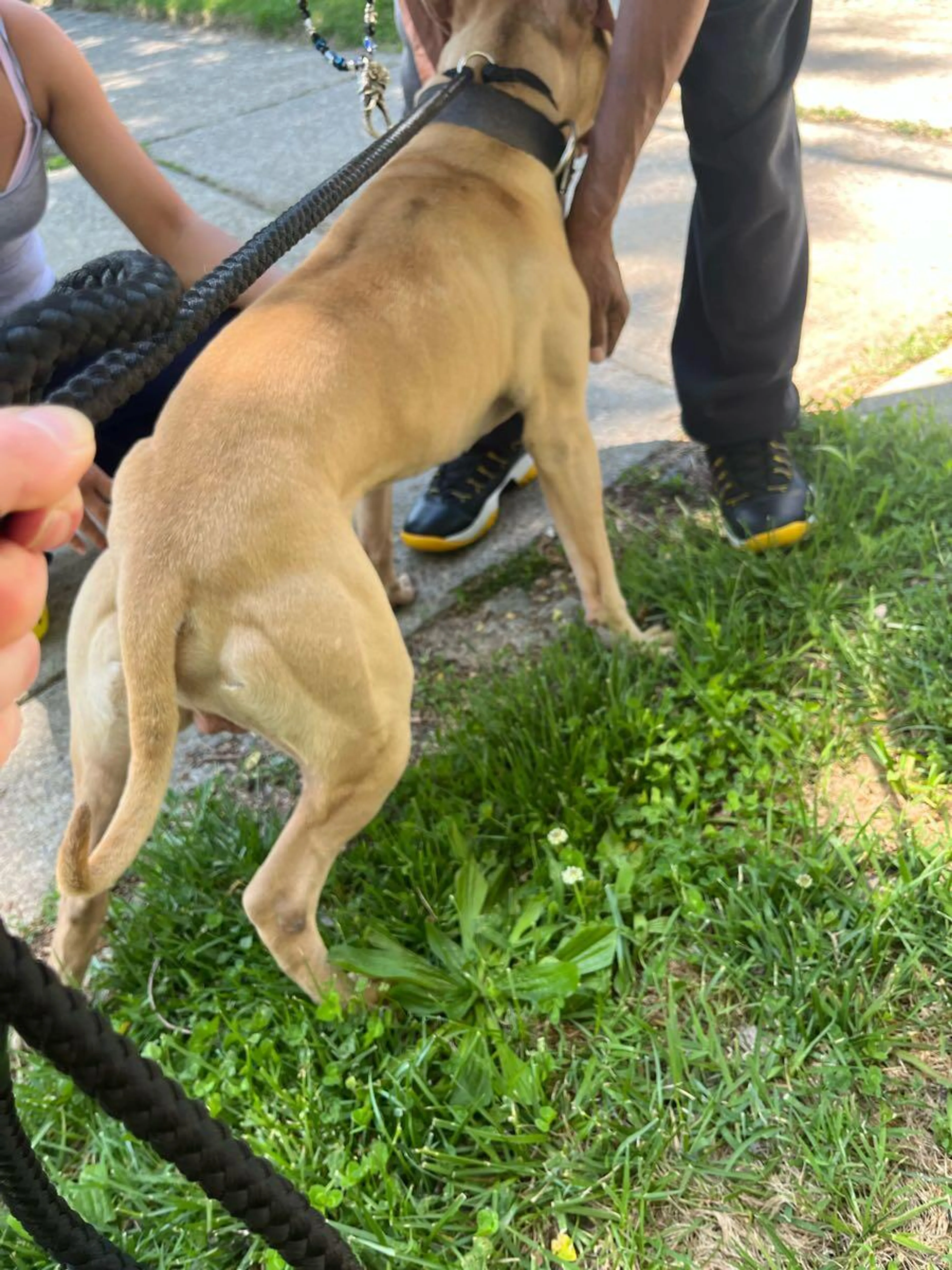 Found pet