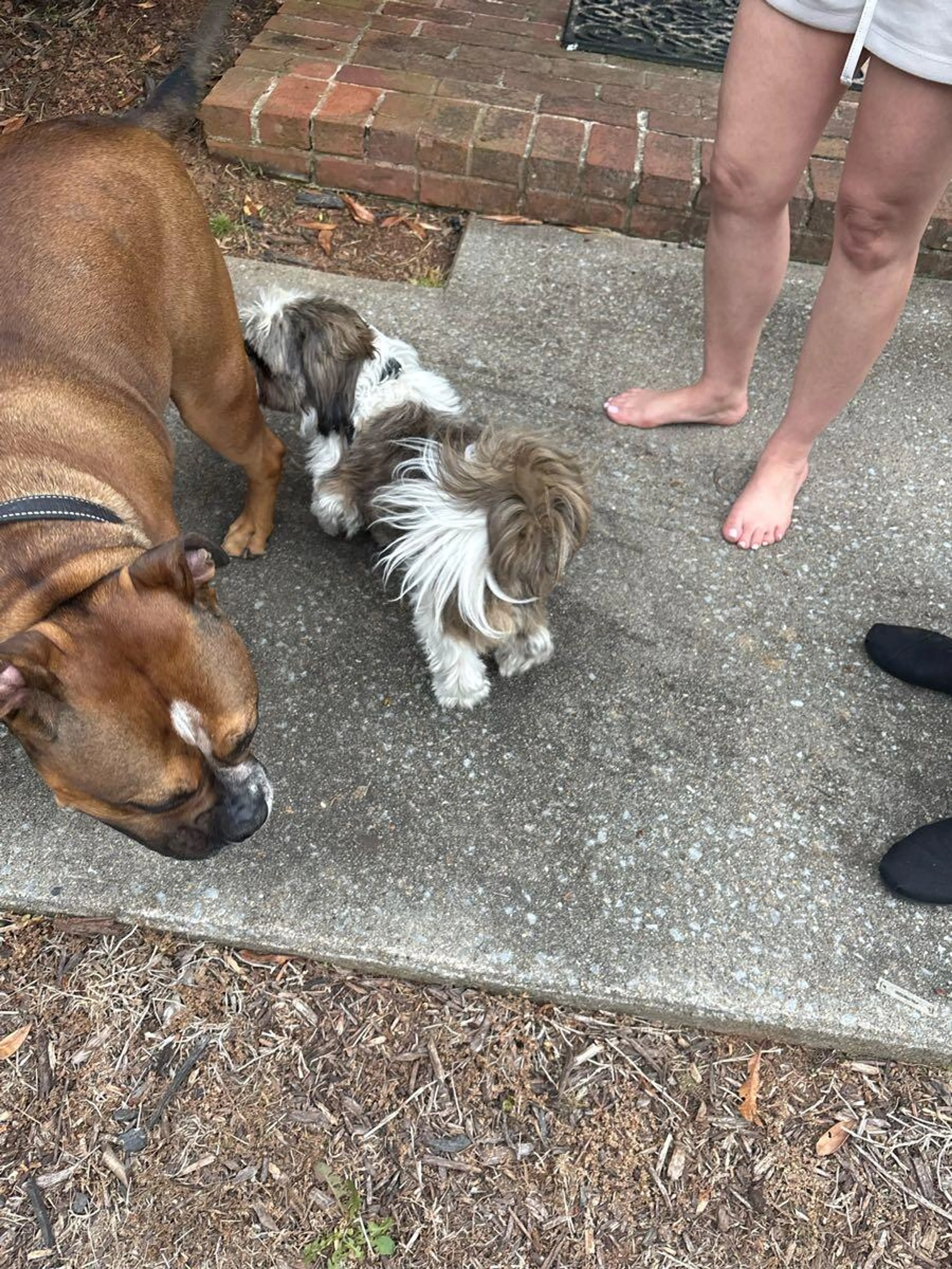Found pet