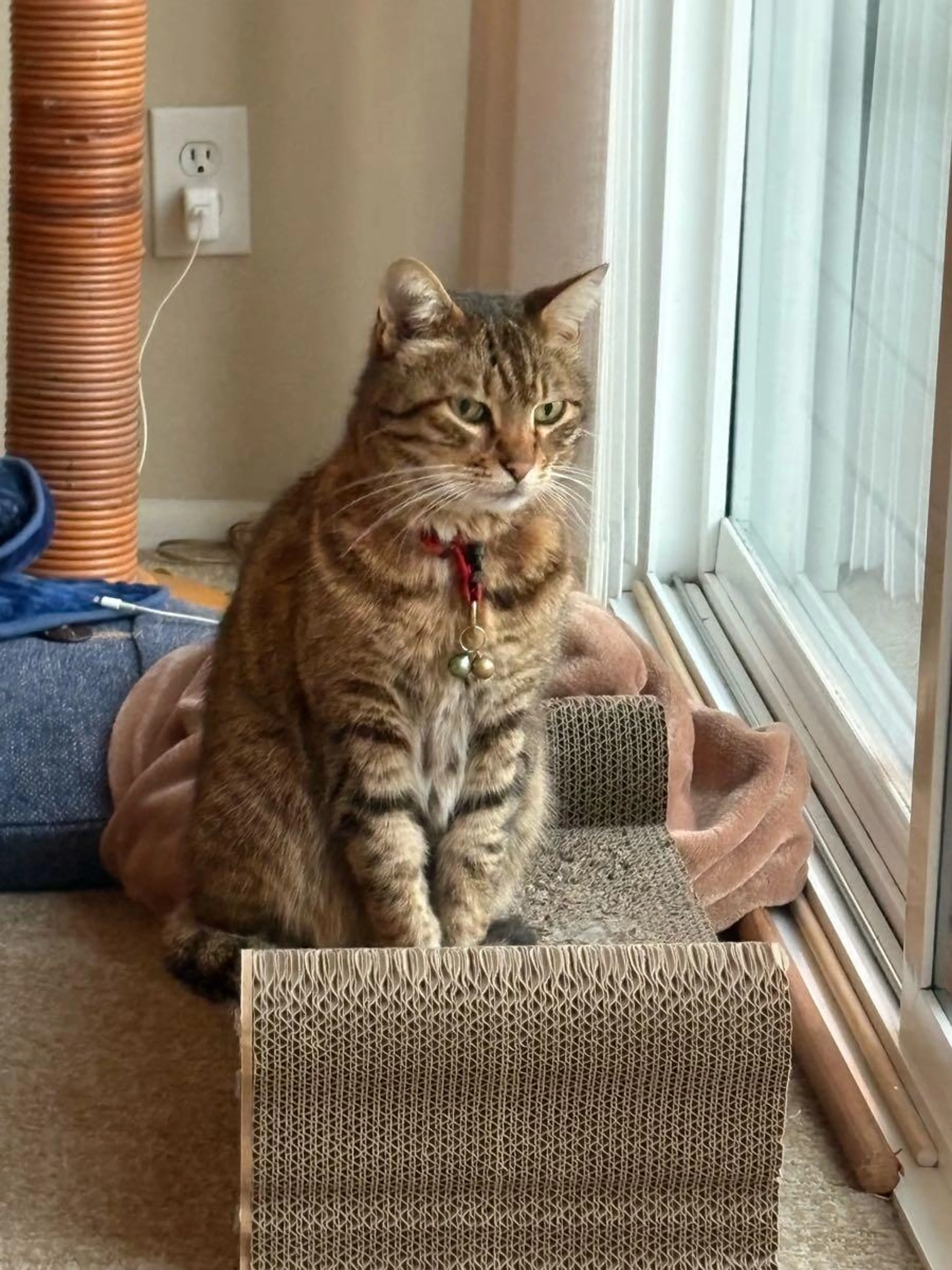 Lost pet