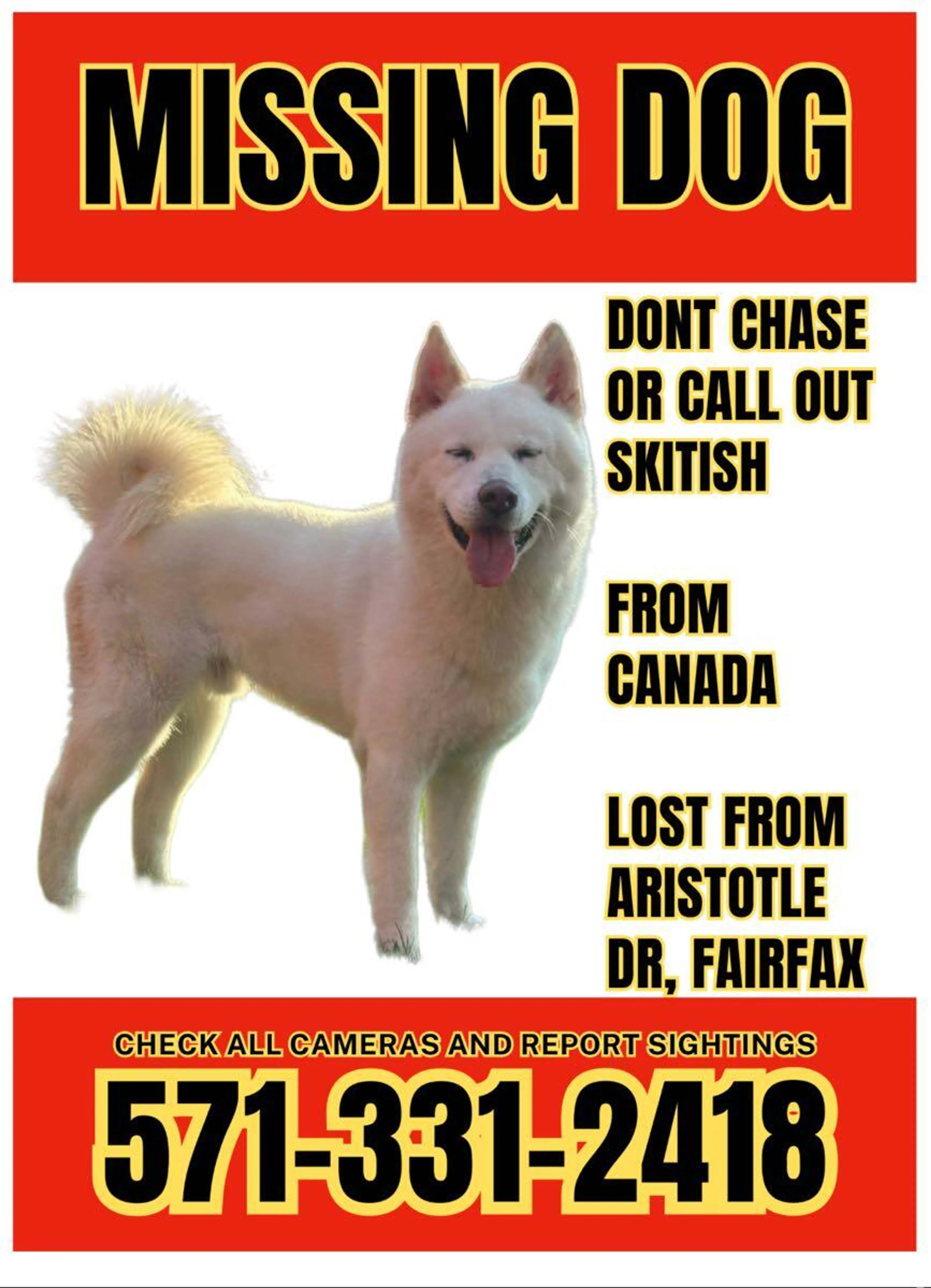 Lost pet
