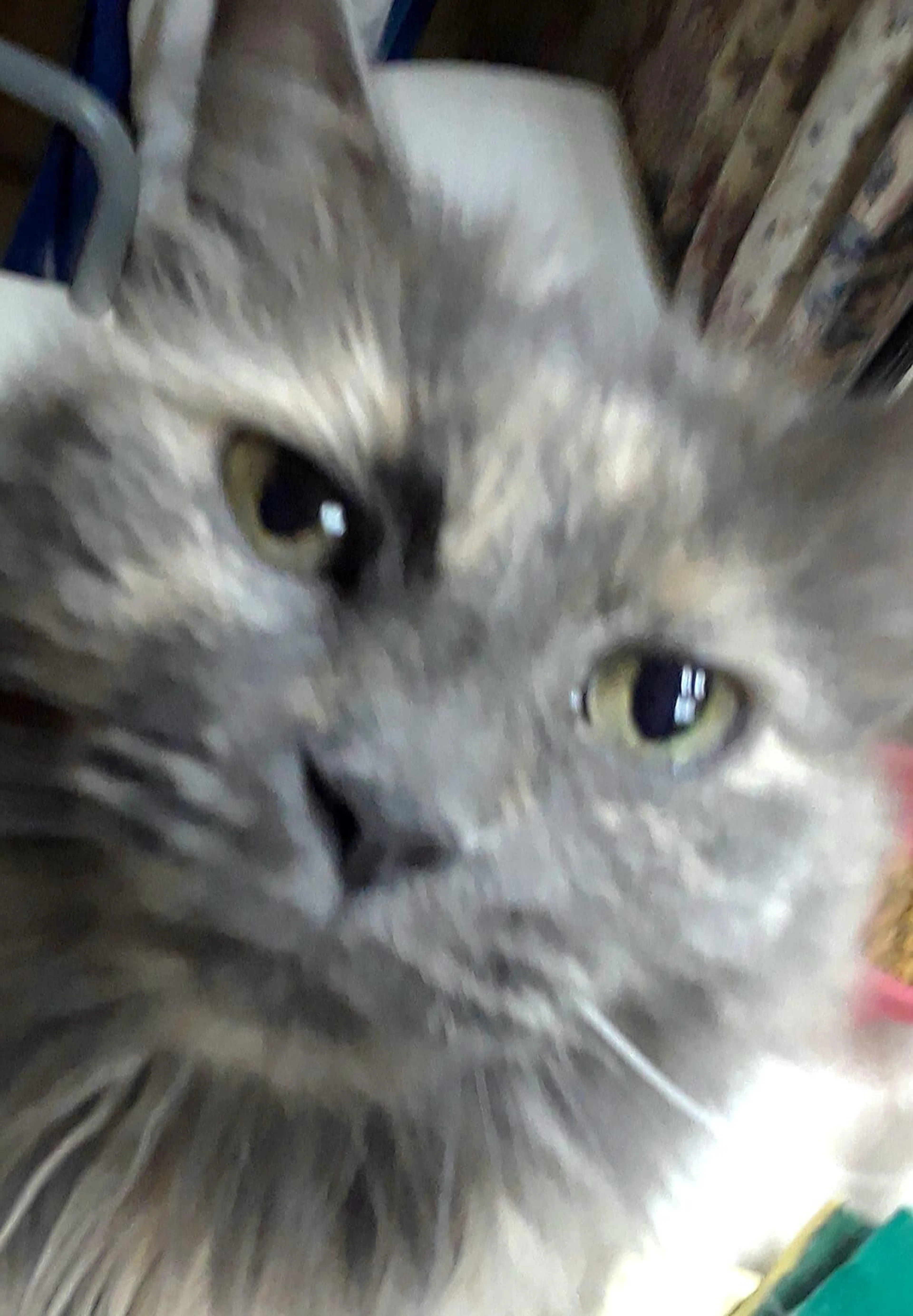 Found pet