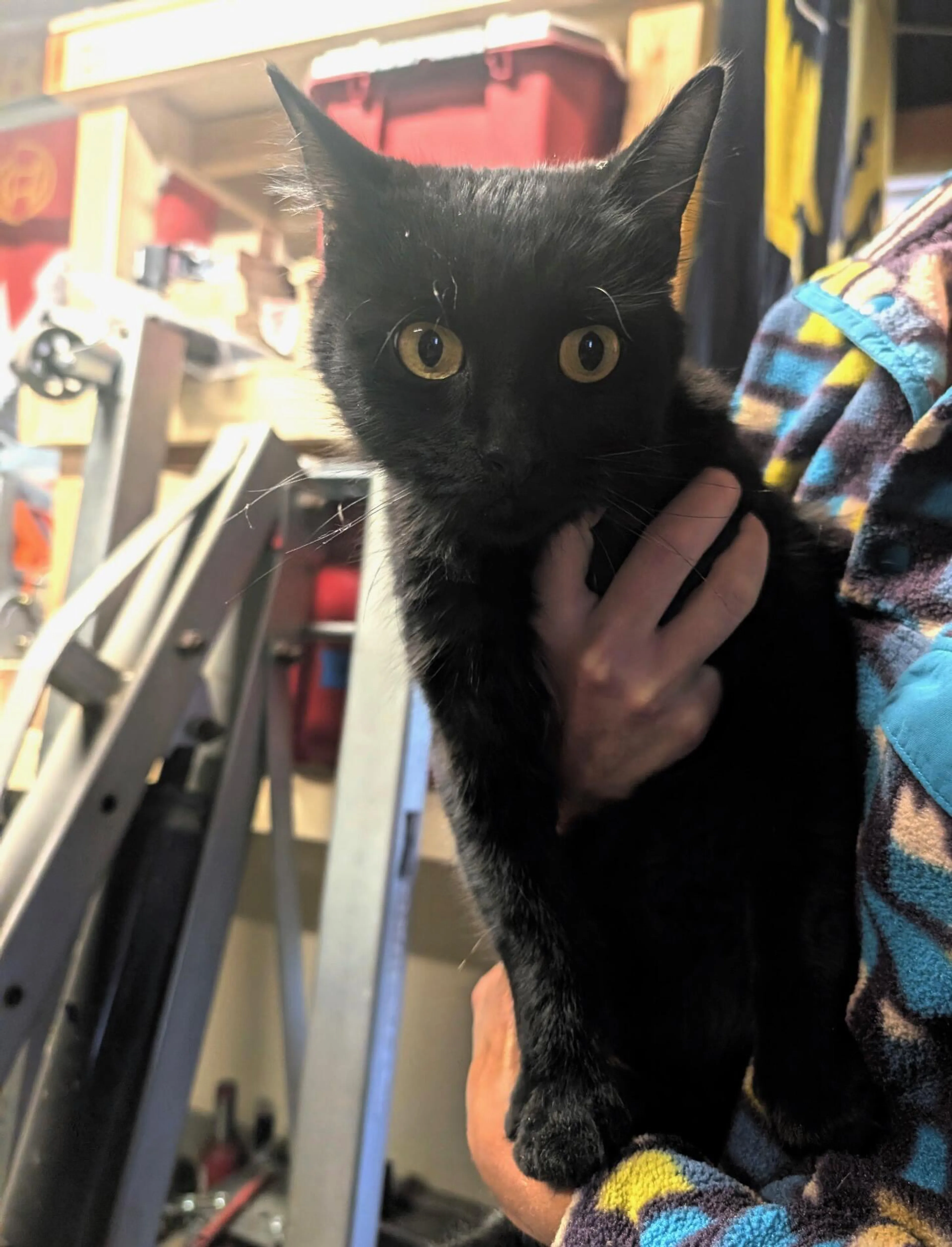 Found pet
