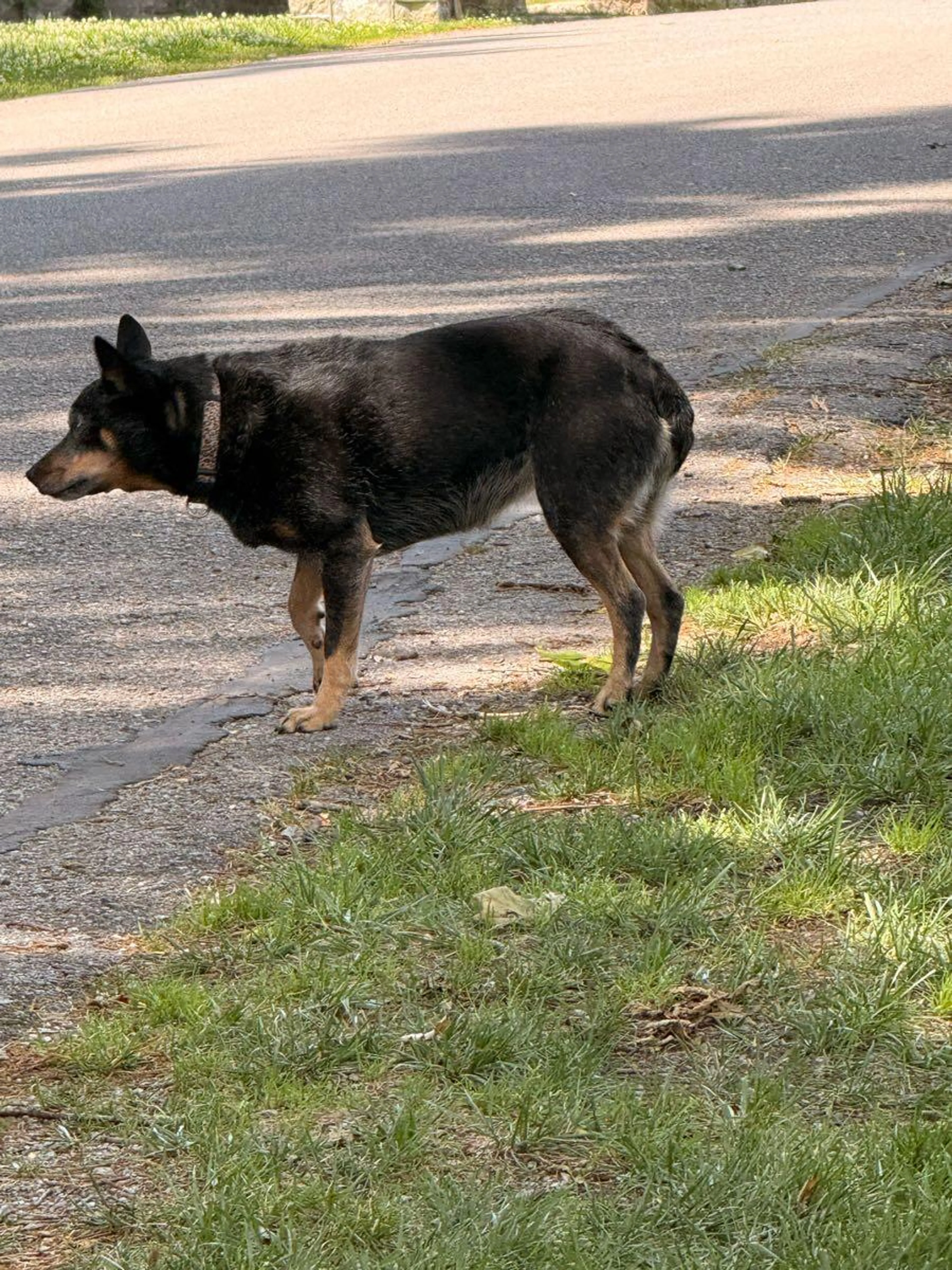 Found pet