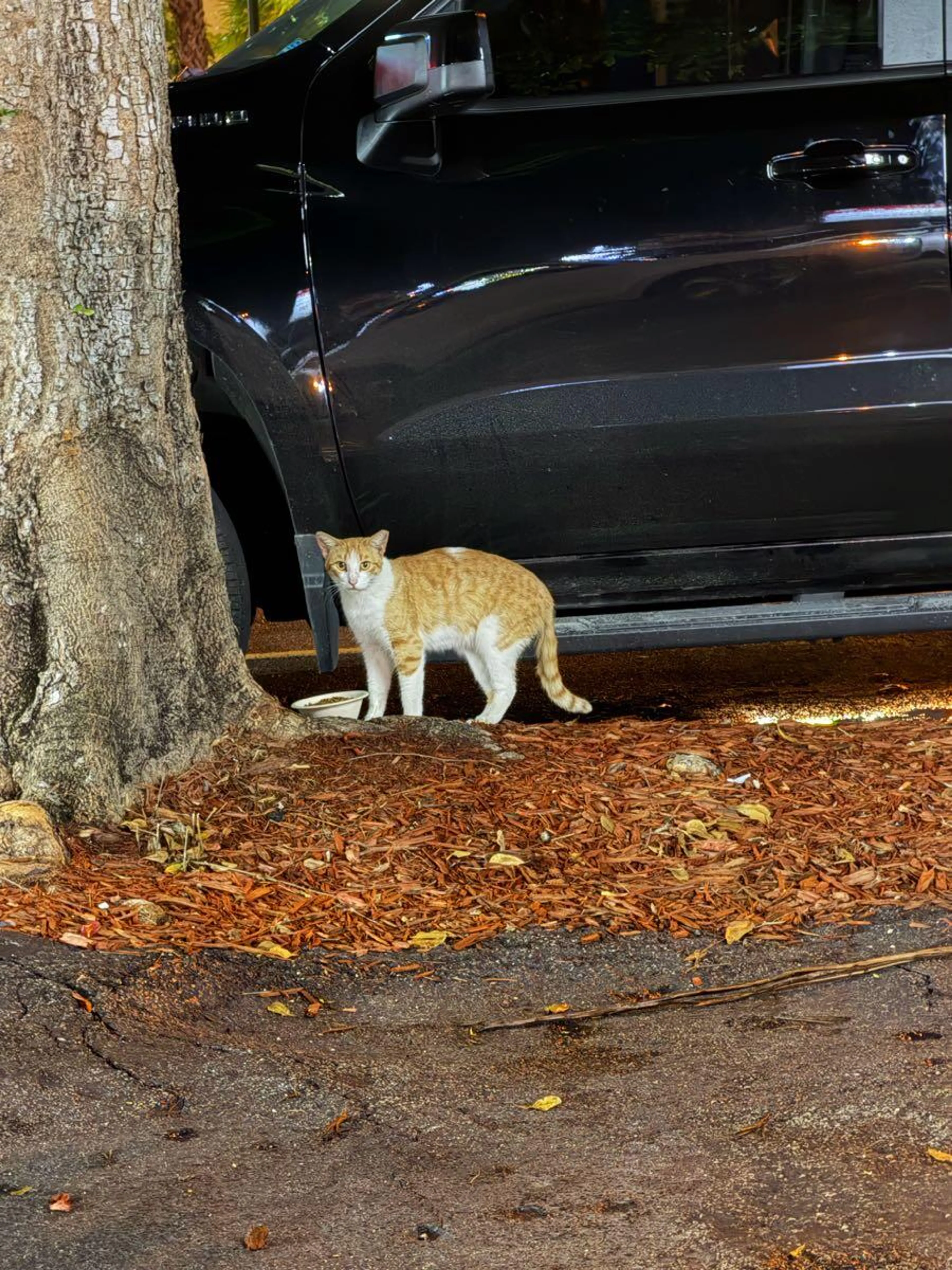 Found pet
